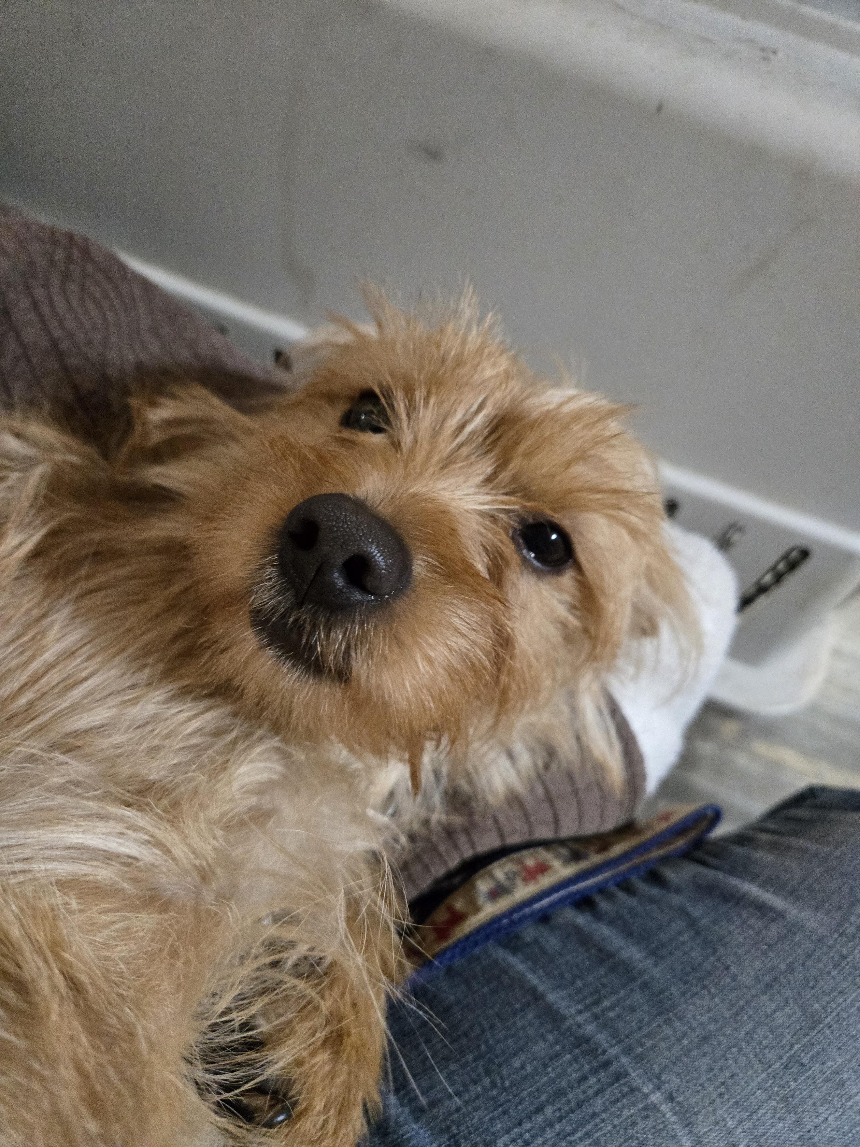 Ollie photo 3