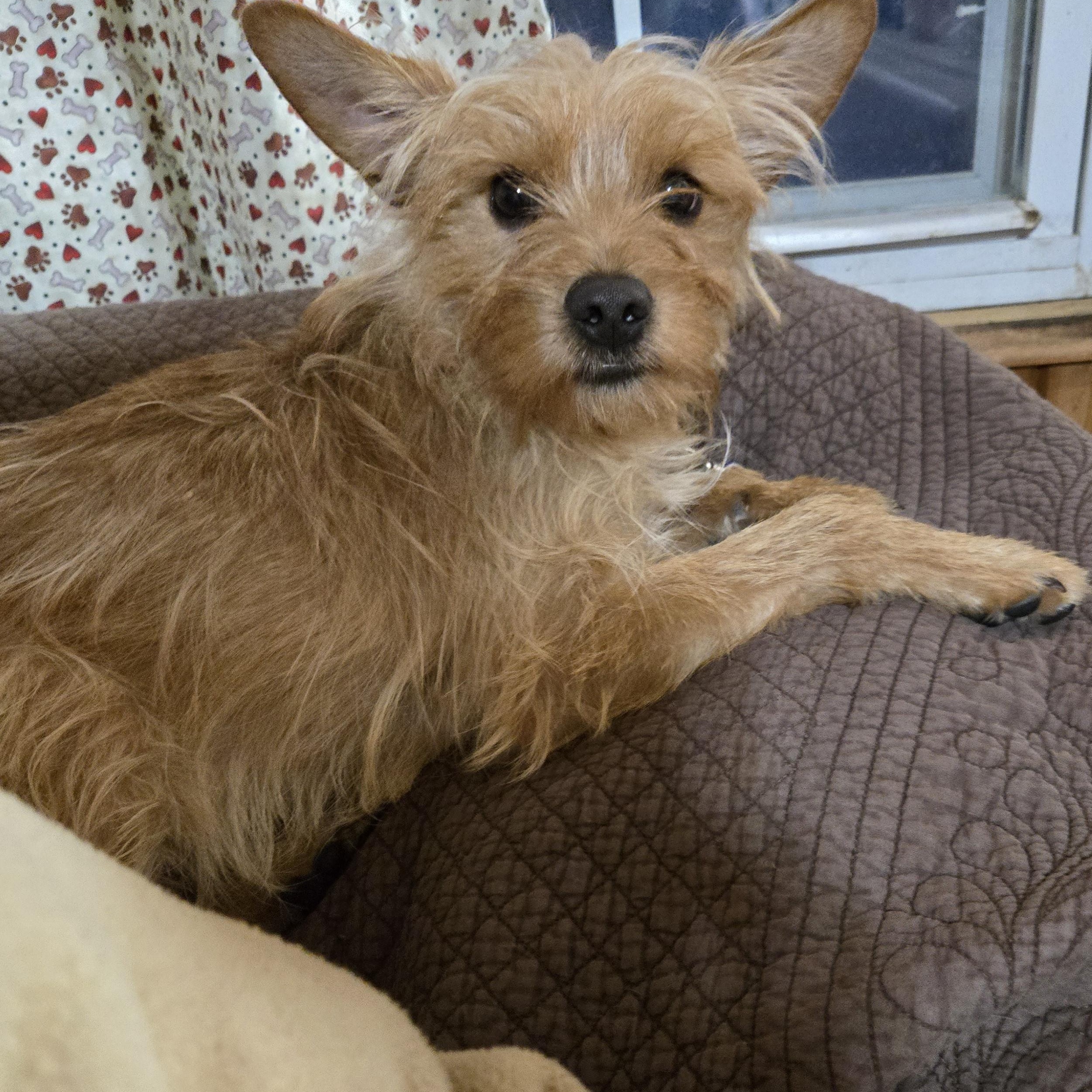 Ollie photo 2