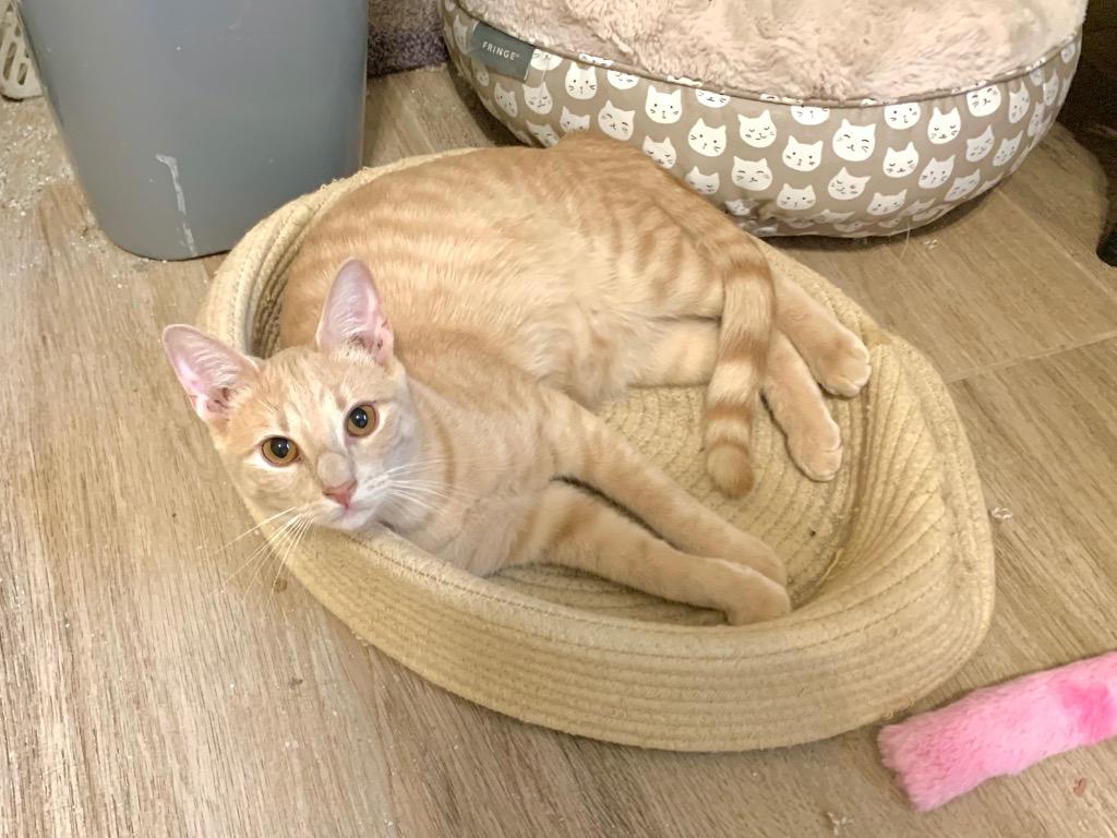 Cake Batter aka Malcolm, Adoptable, Adult Male Domestic Short Hair.