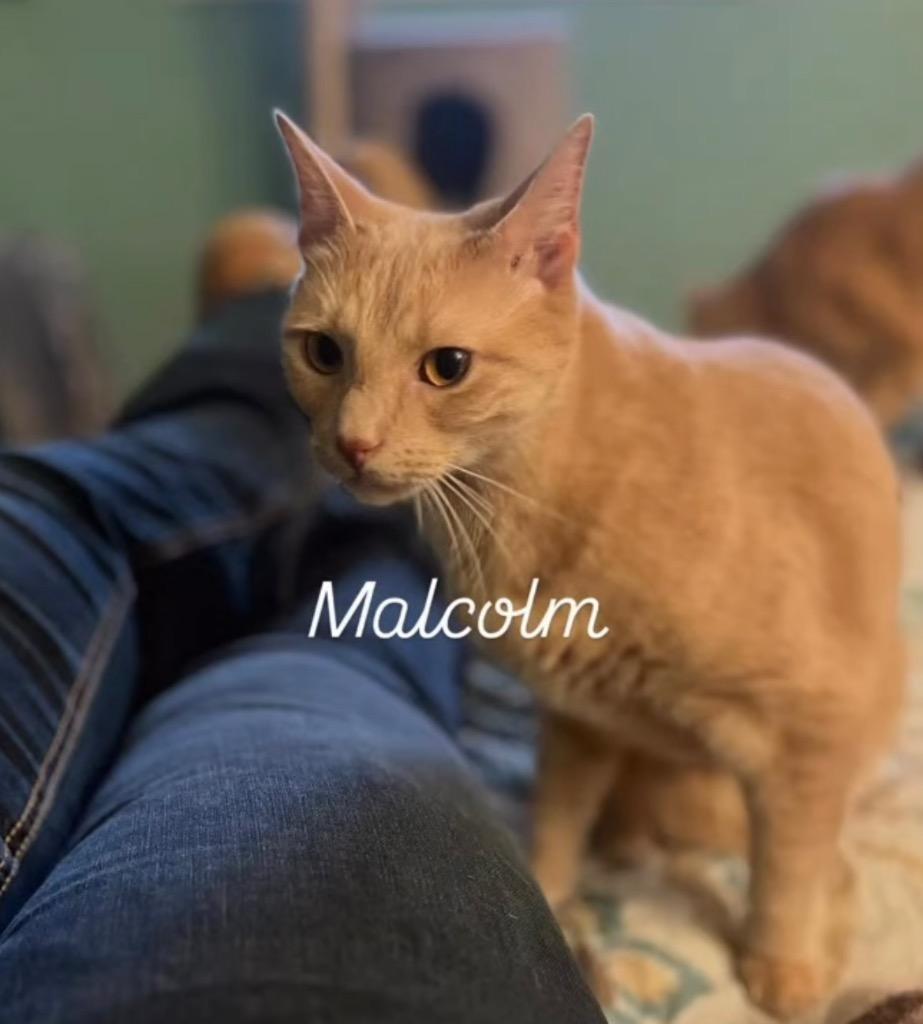 Cake Batter aka Malcolm, a Adoptable mixed breed in Orlando, FL image 2/3