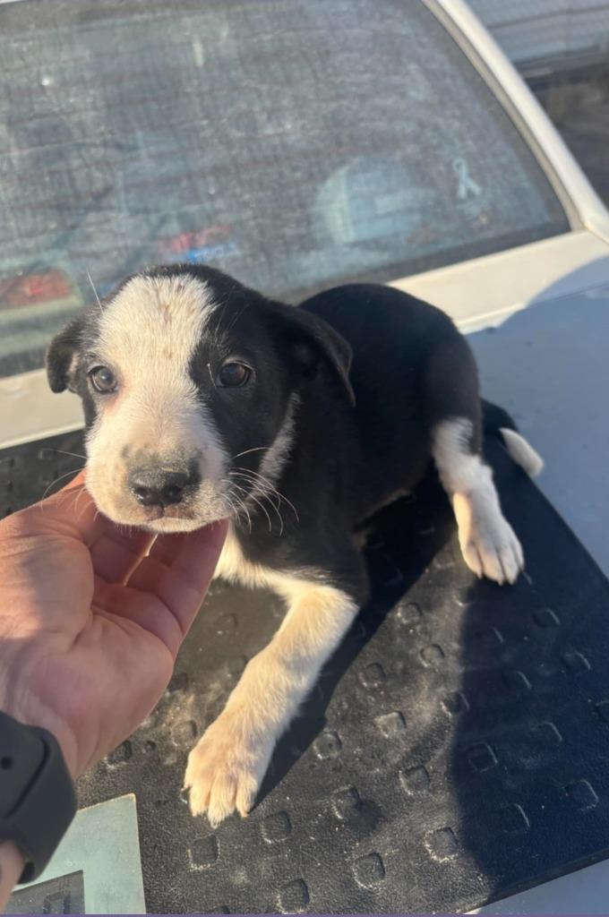 Honey Briar, Adoptable, Puppy Female Mixed Breed.