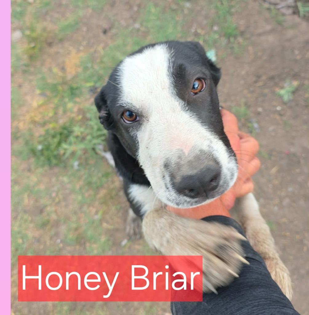 Honey Briar, a Adoptable mixed breed in Fort Stockton, TX image 2/2