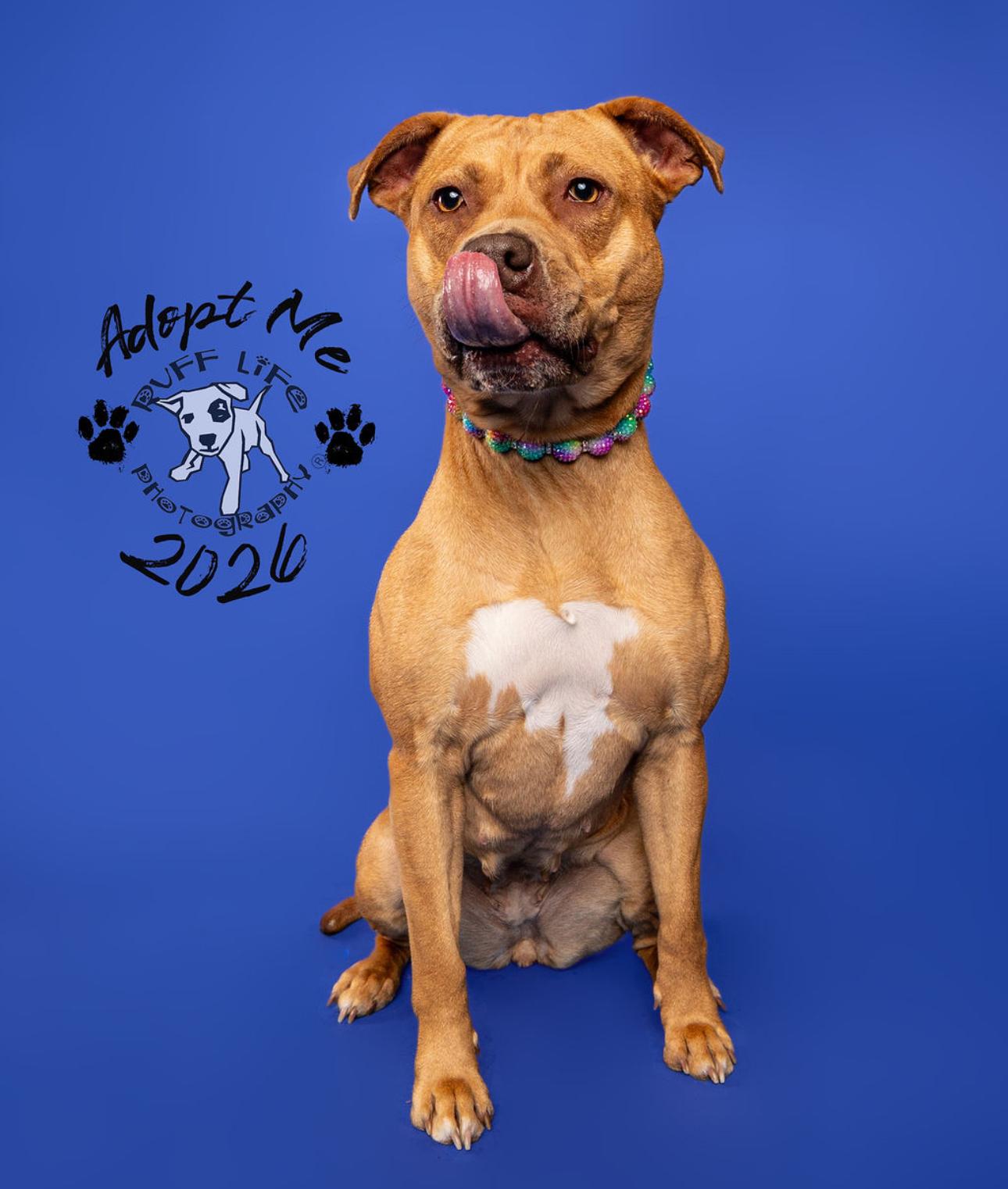 Sierra, Adoptable, Adult Female Pit Bull Terrier & American Staffordshire Terrier.