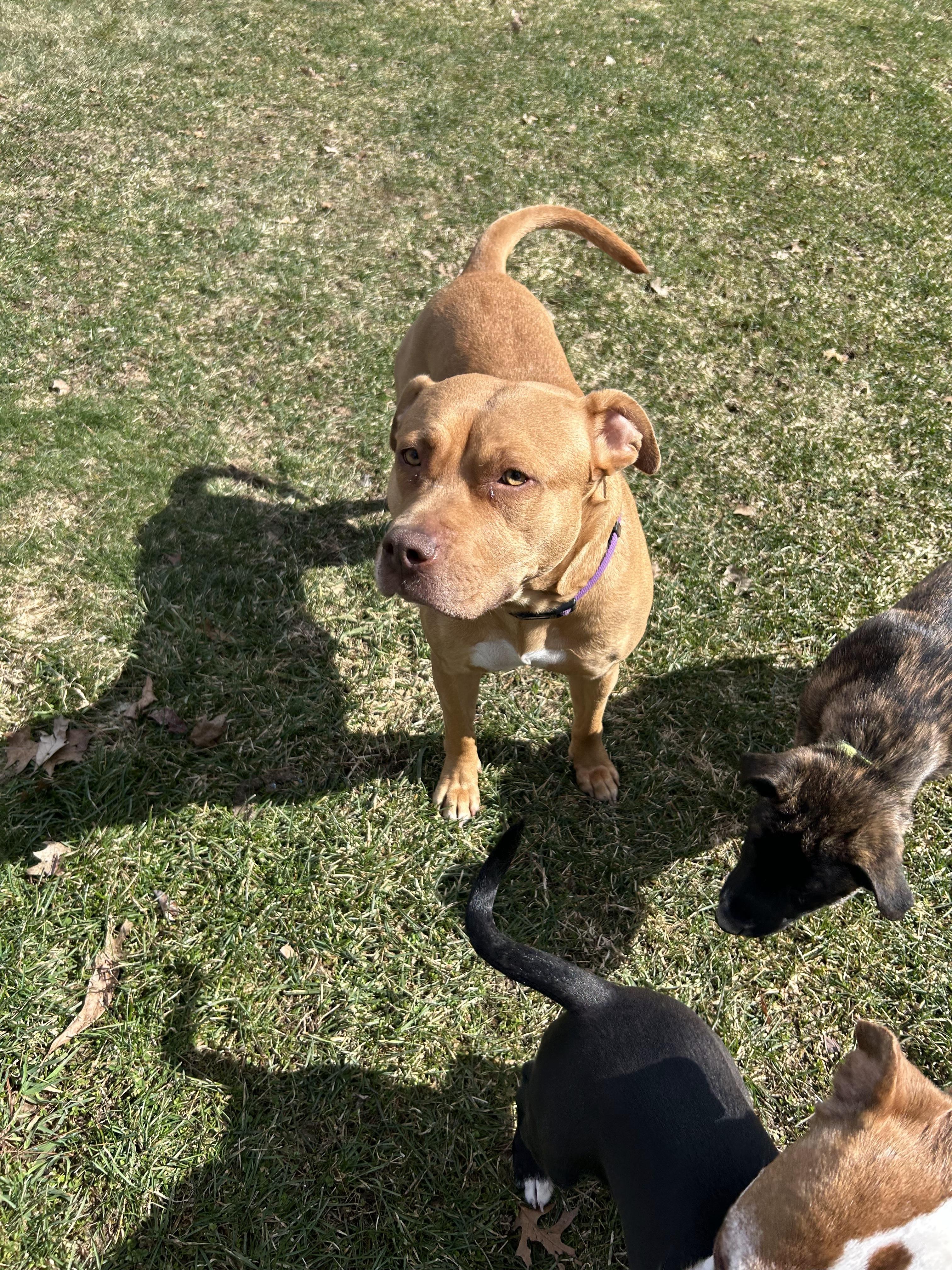 Enlarge Sierra, a Adoptable mixed breed in Troy, MI image 1/6