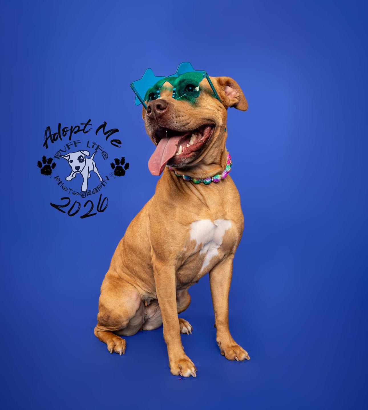 Enlarge Sierra, a Adoptable mixed breed in Troy, MI image 2/6