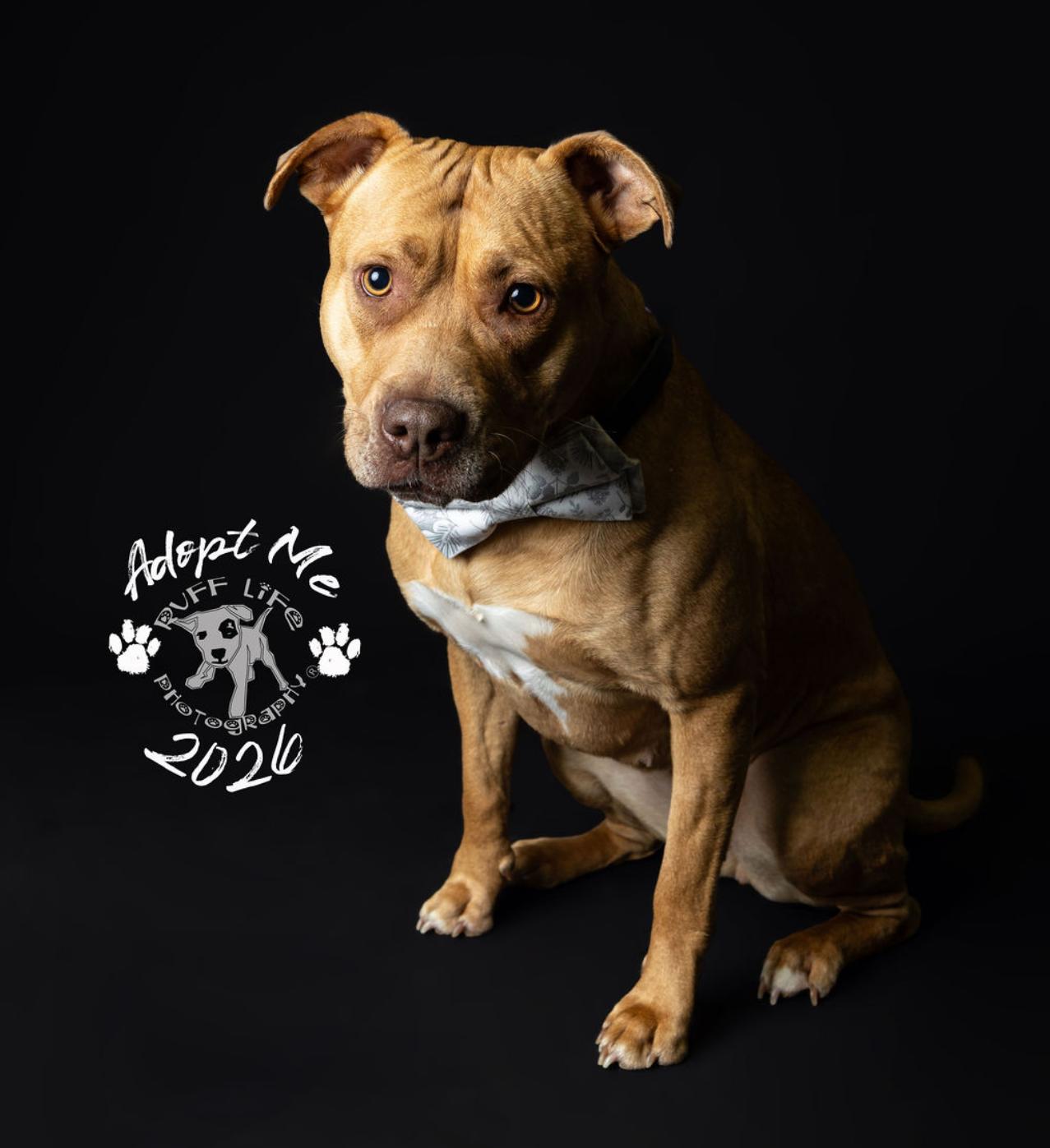Enlarge Sierra, a Adoptable mixed breed in Troy, MI image 3/6
