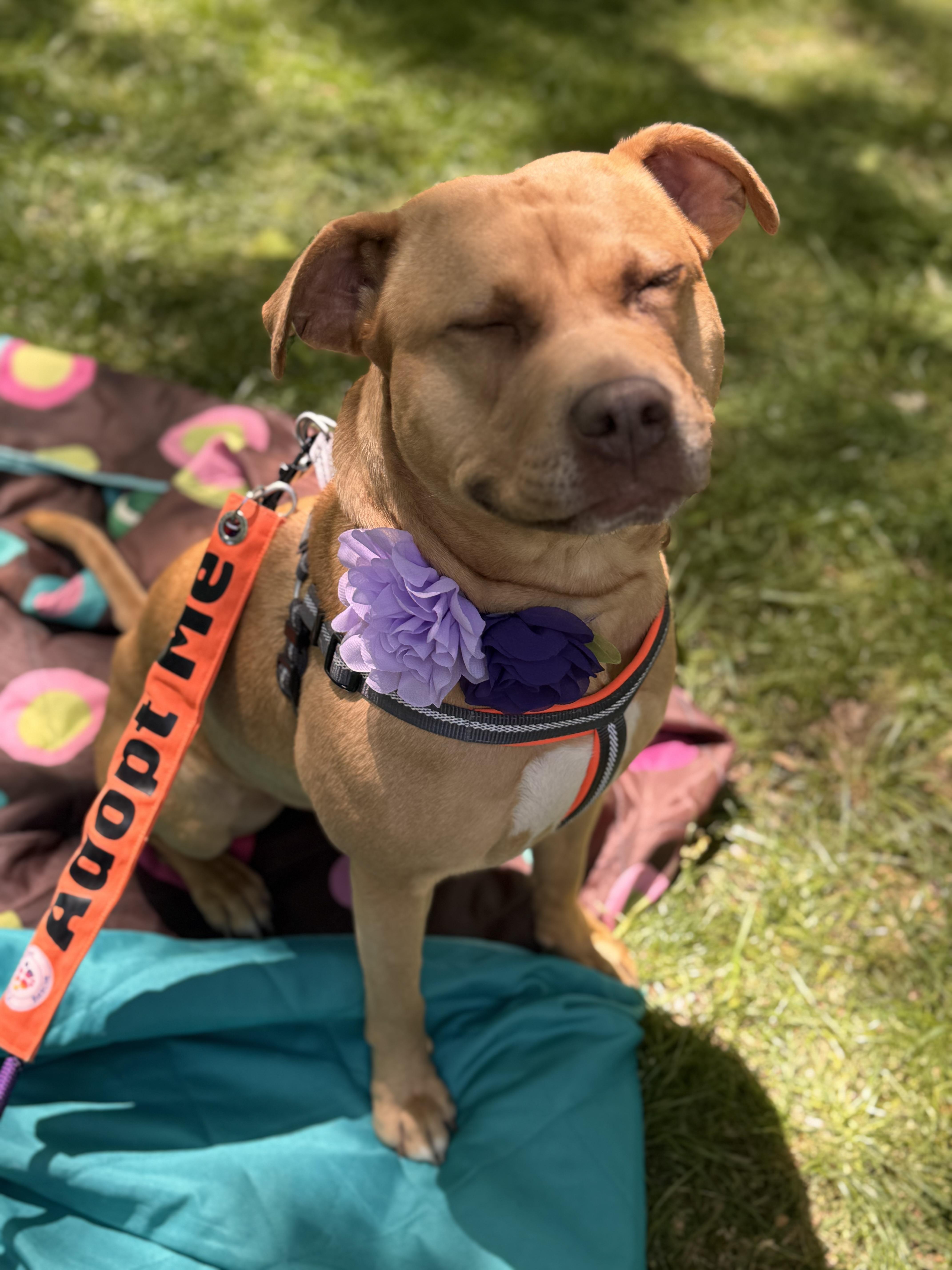Sierra, a Adoptable mixed breed in Troy, MI image 3/6