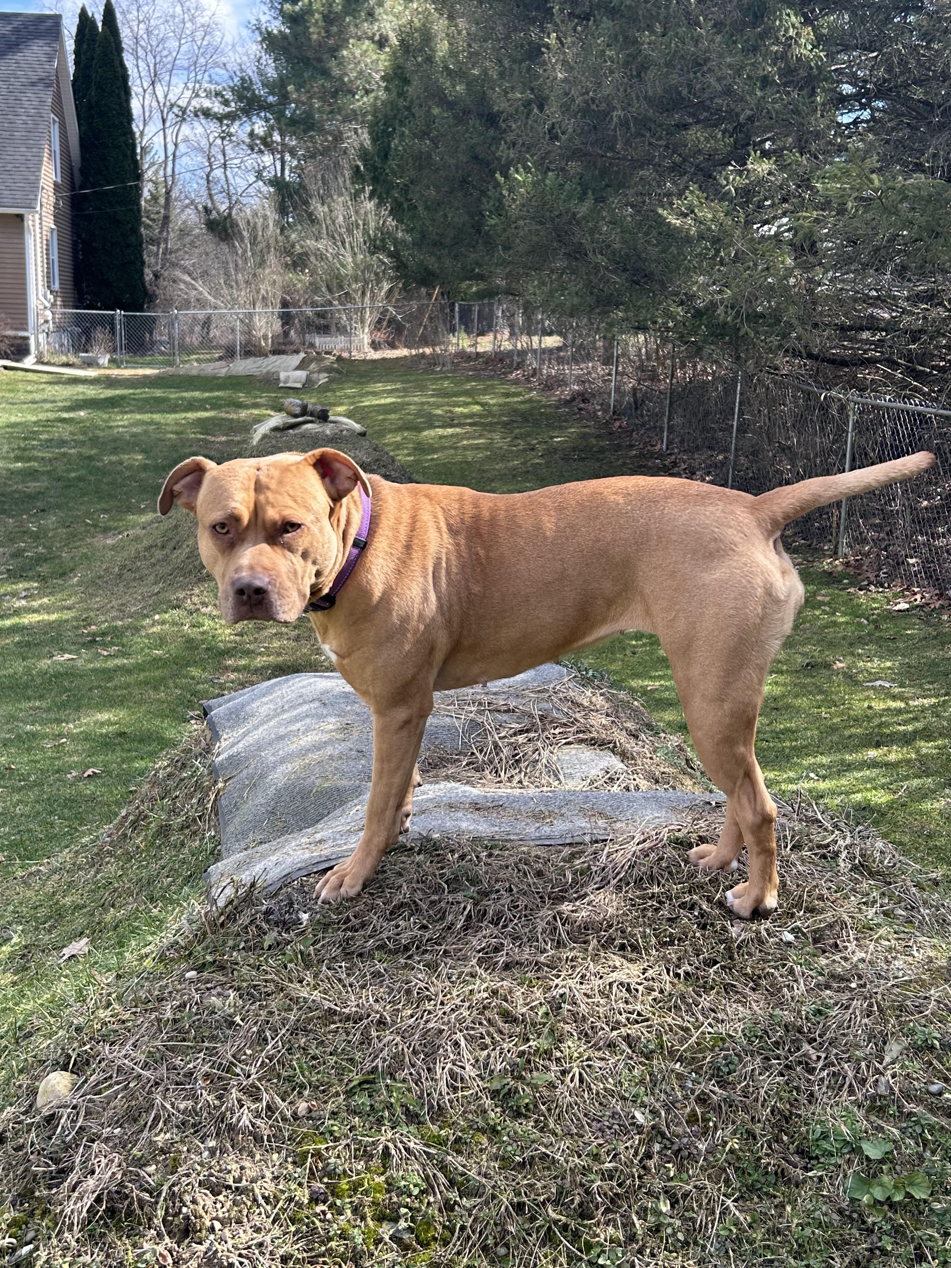 Enlarge Sierra, a Adoptable mixed breed in Troy, MI image 2/6