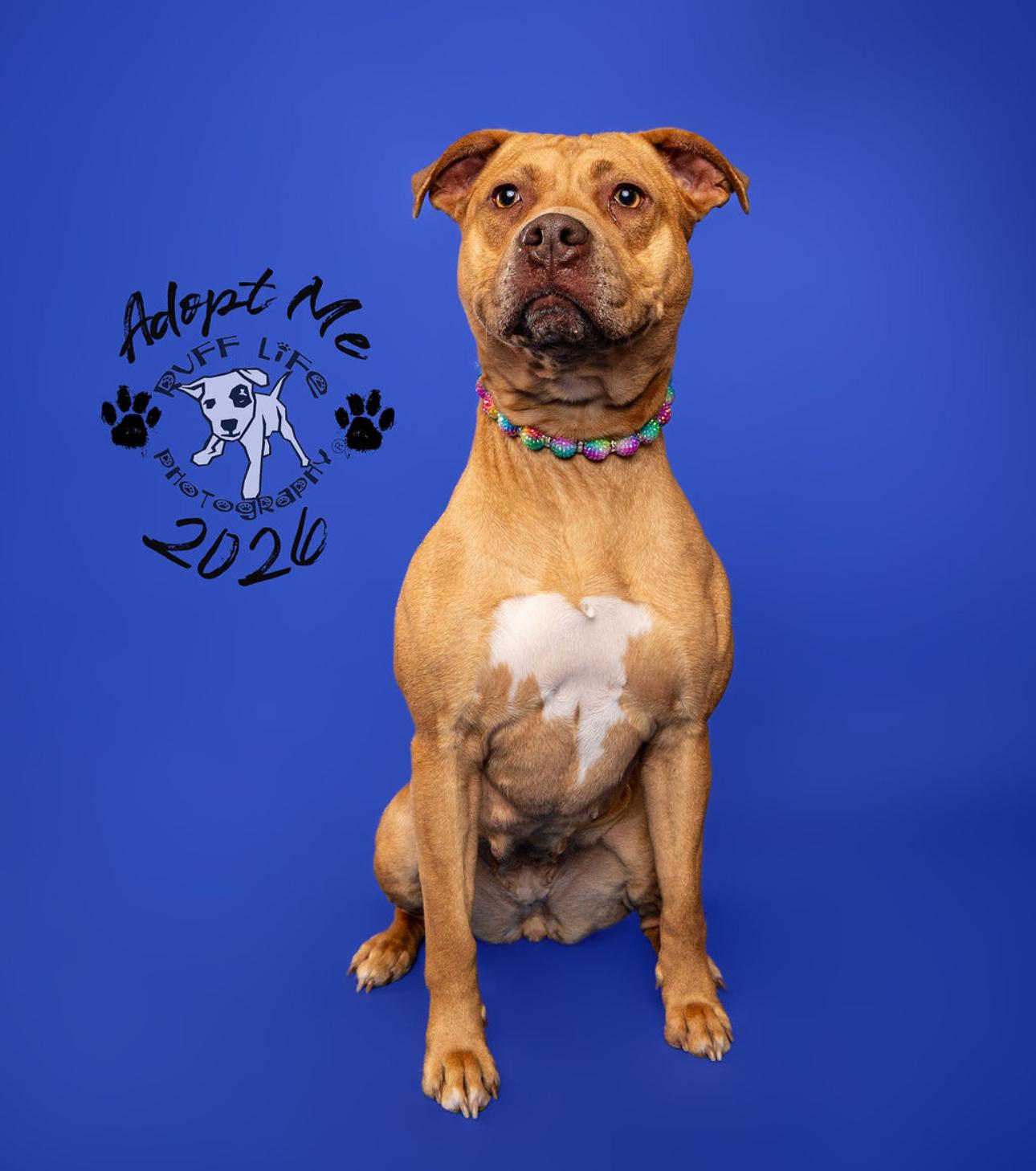 Enlarge Sierra, a Adoptable mixed breed in Troy, MI image 4/6