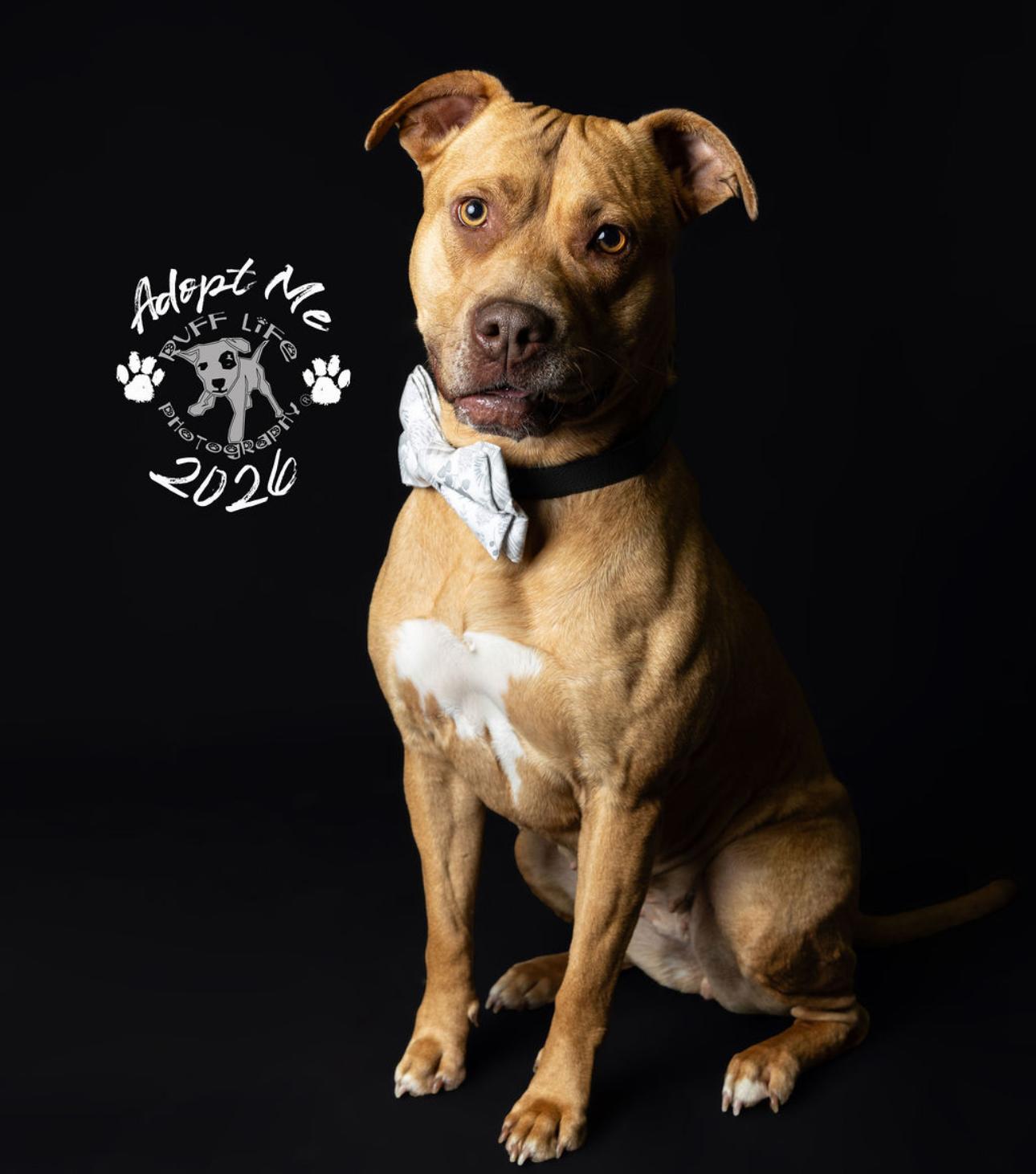 Enlarge Sierra, a Adoptable mixed breed in Troy, MI image 5/6