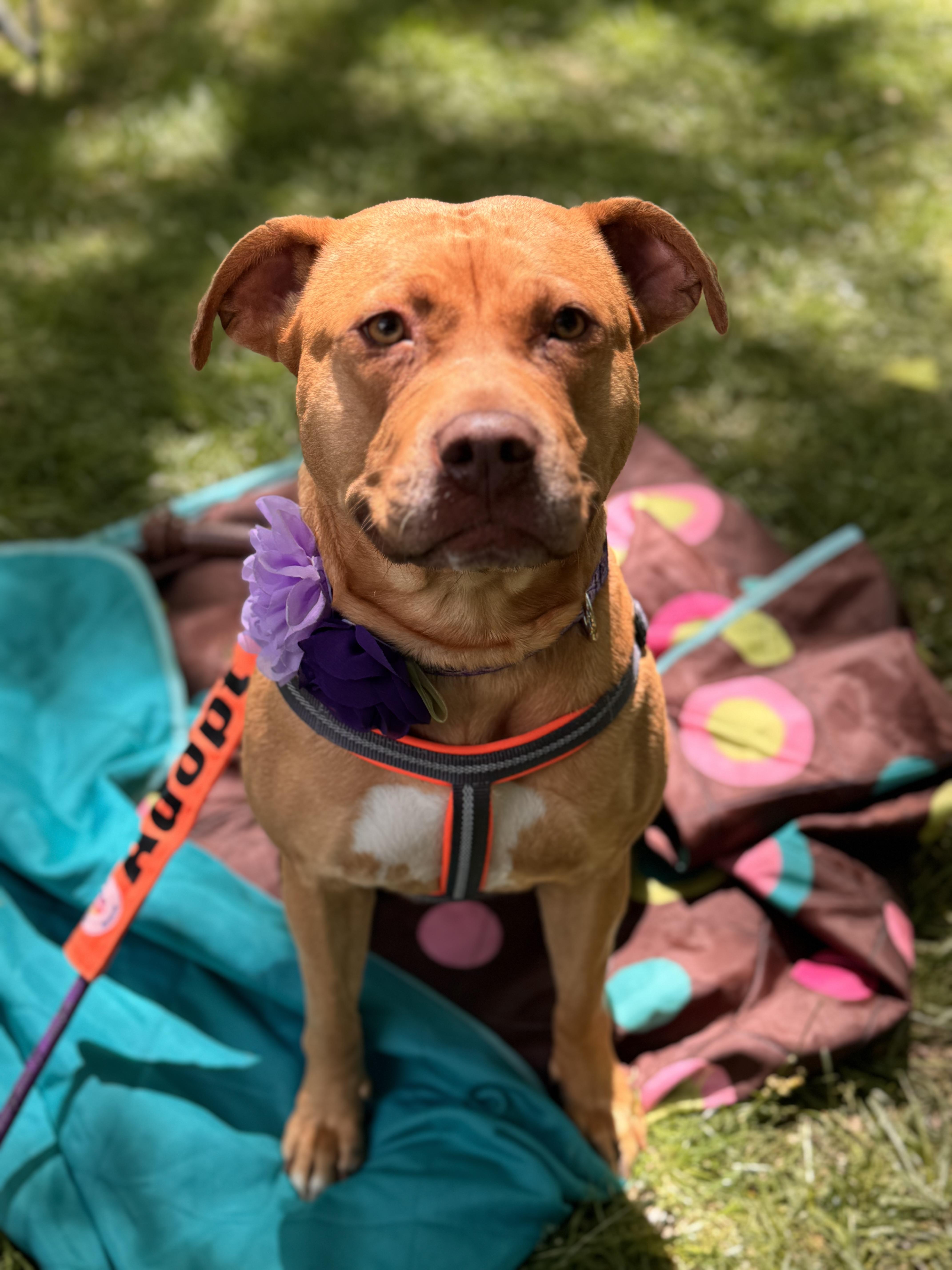 Sierra, a Adoptable mixed breed in Troy, MI image 4/6