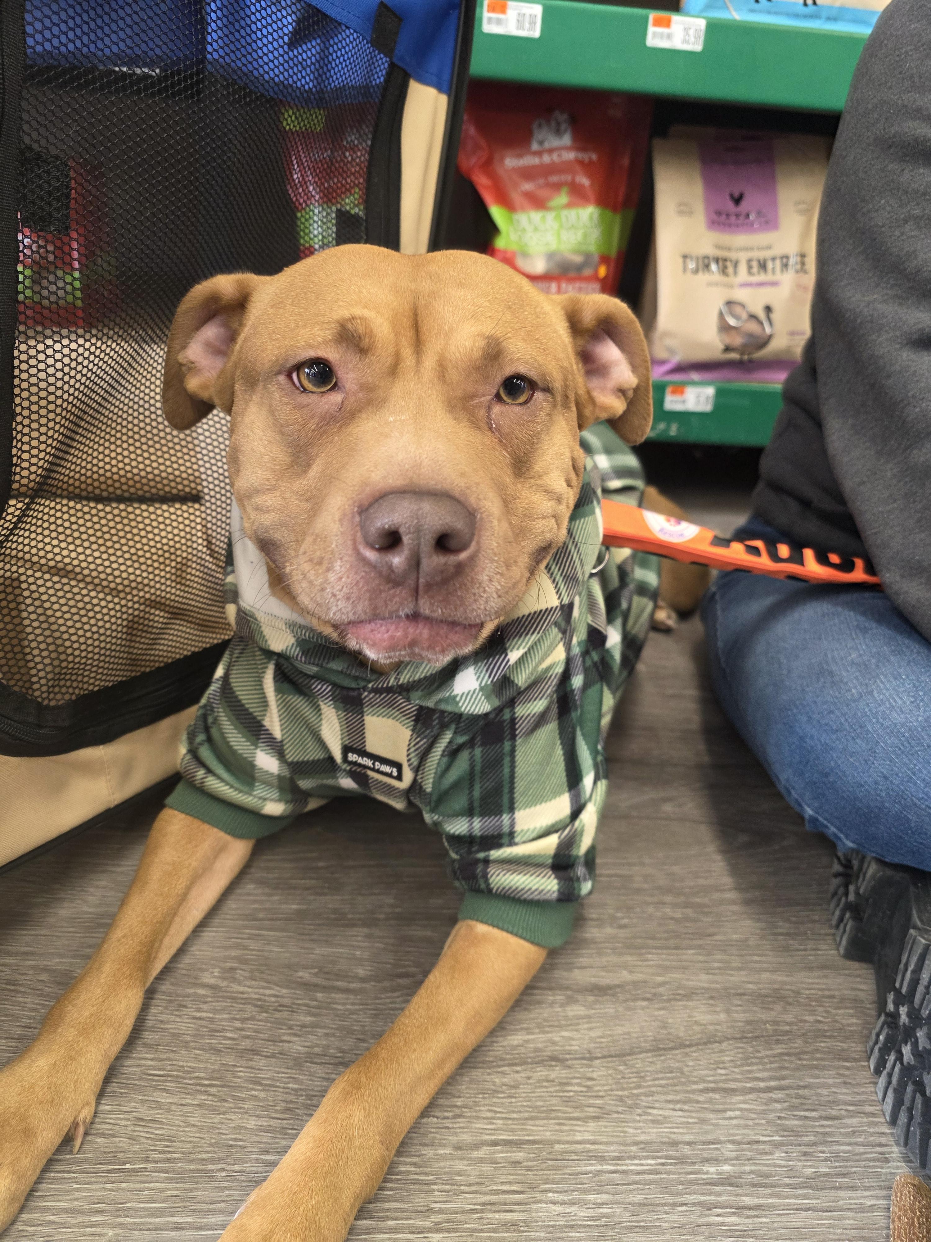 Sierra, a Adoptable mixed breed in Troy, MI image 4/6