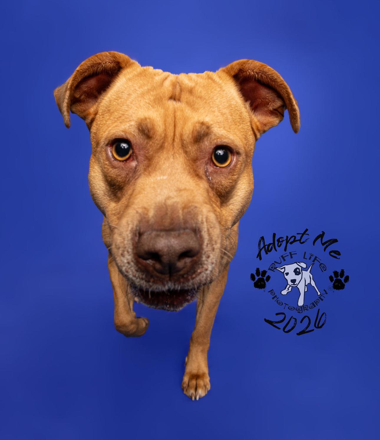 Enlarge Sierra, a Adoptable mixed breed in Troy, MI image 6/6