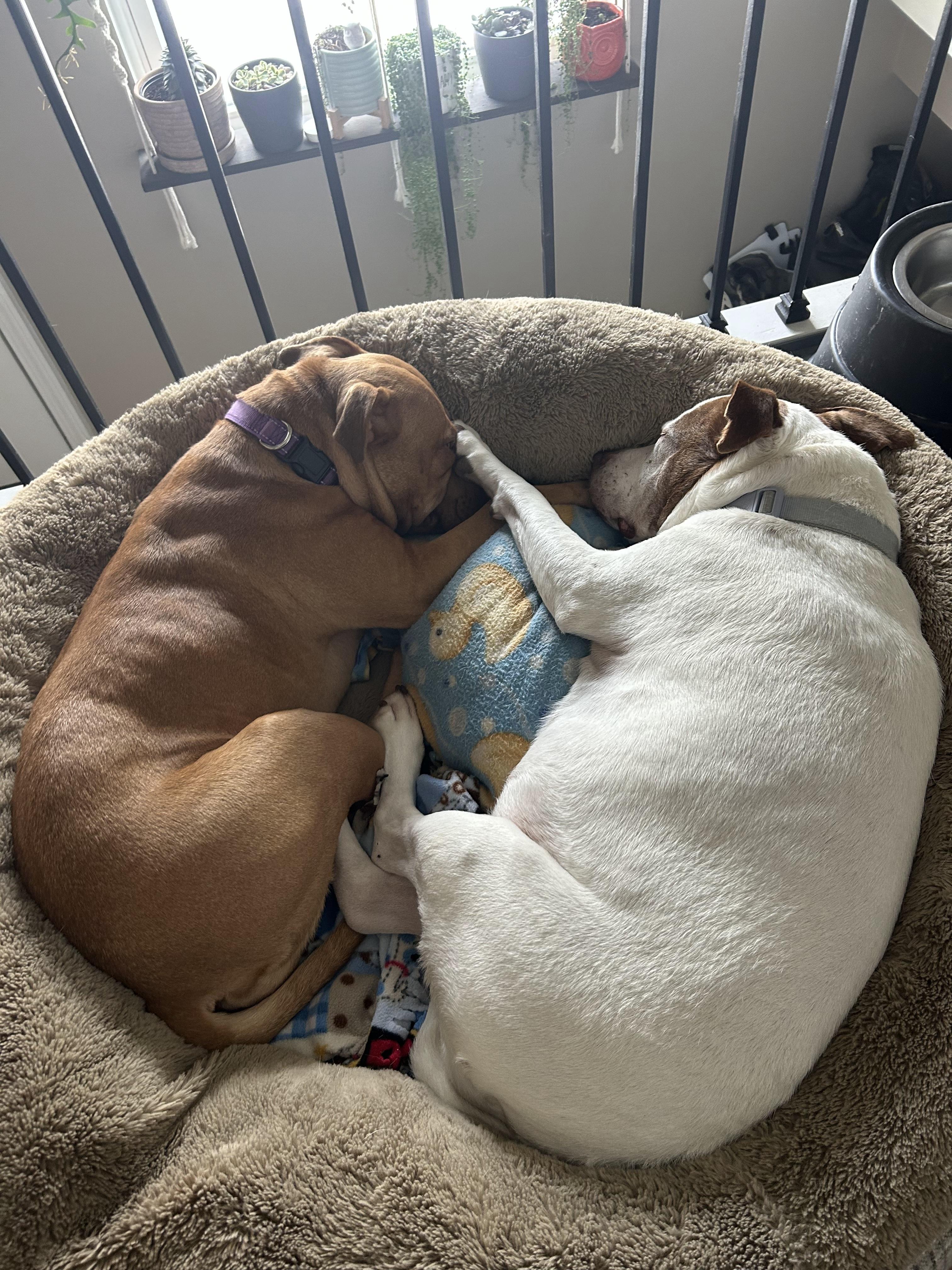 Enlarge Sierra, a Adoptable mixed breed in Troy, MI image 5/6