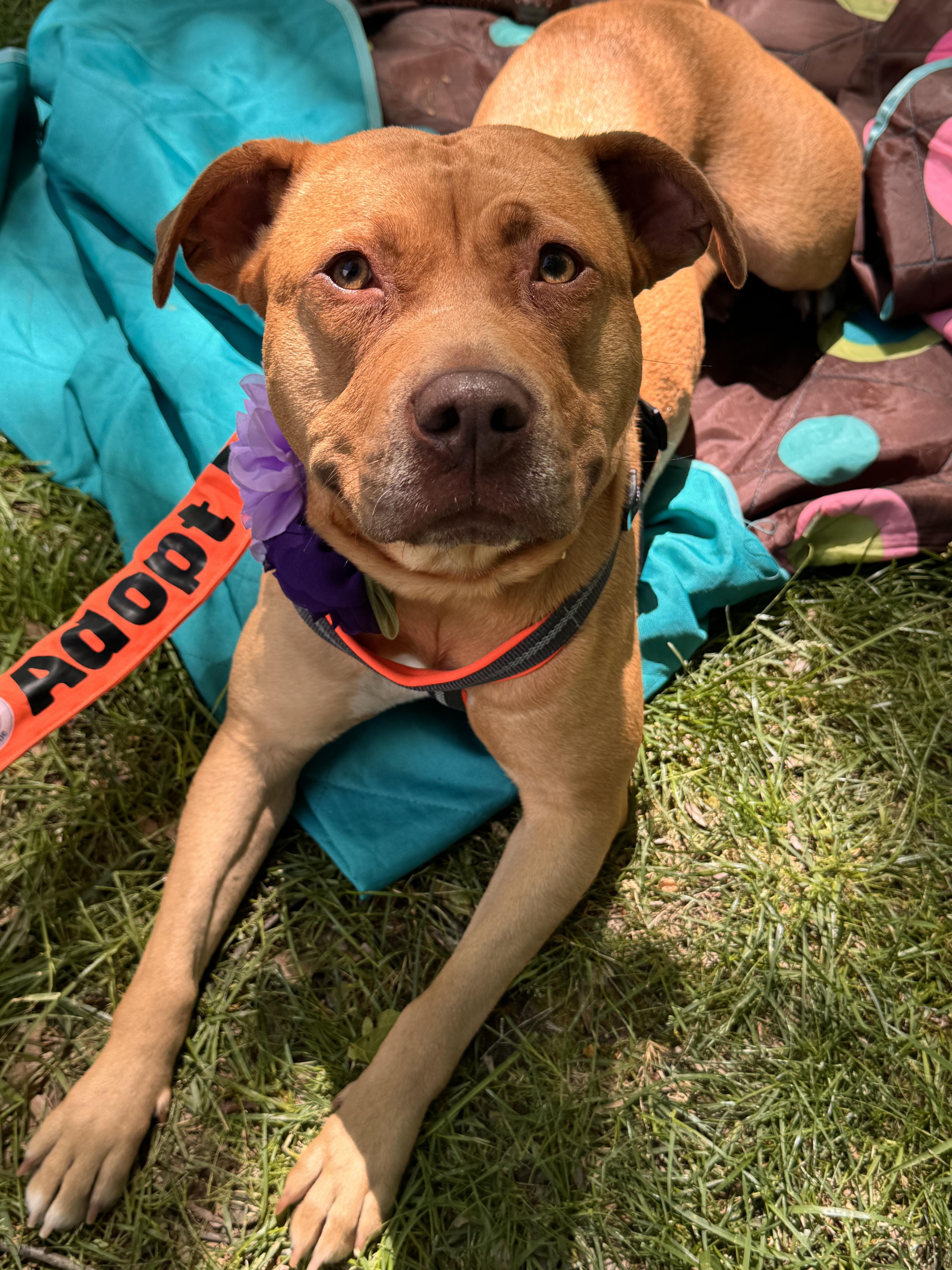 Sierra, a Adoptable mixed breed in Troy, MI image 6/6