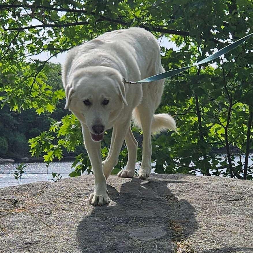 Ice, Adult Female Great Pyrenees