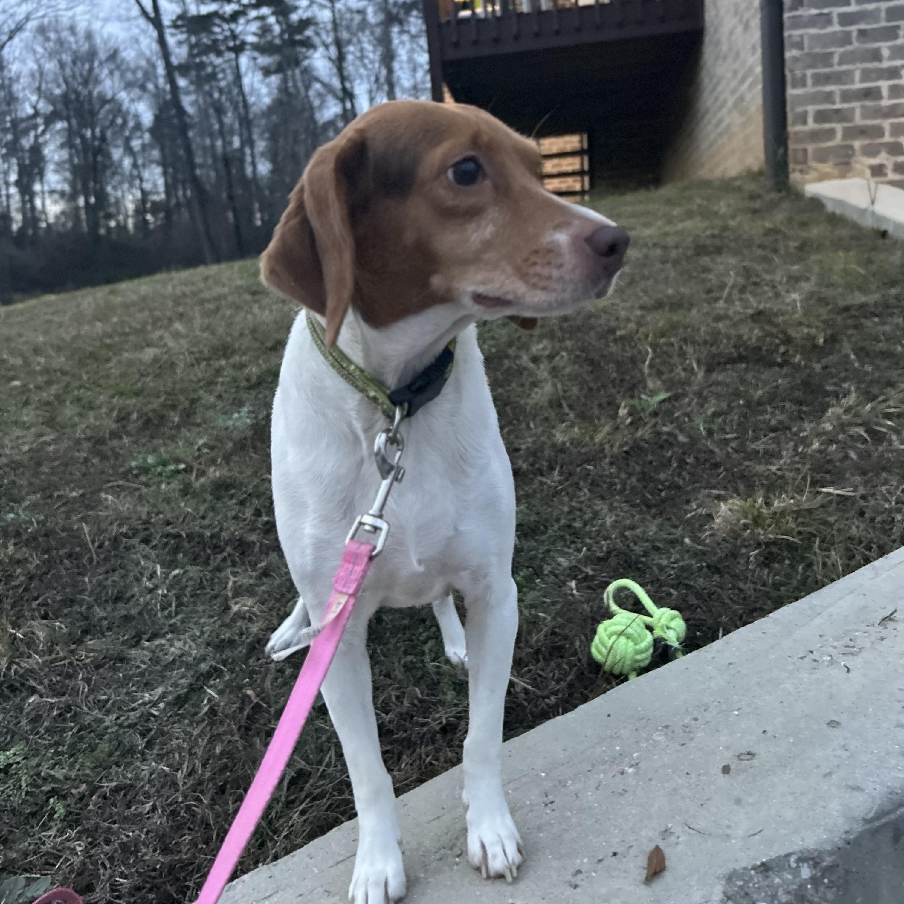 Enlarge KoKo, a Adoptable Beagle in Roanoke, VA image 6/6