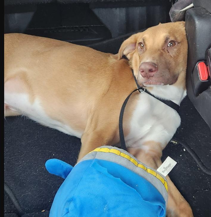 Frank, Adoptable, Young Male Labrador Retriever & Pointer.