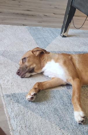 Enlarge Frank, a Adoptable mixed breed in McKinney, TX image 2/3