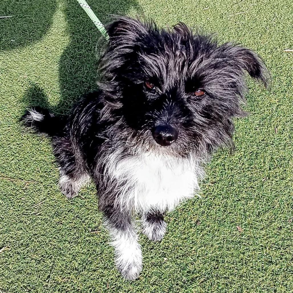 Zorro, Adoptable, Adult Male Jack Russell Terrier & Mixed Breed.