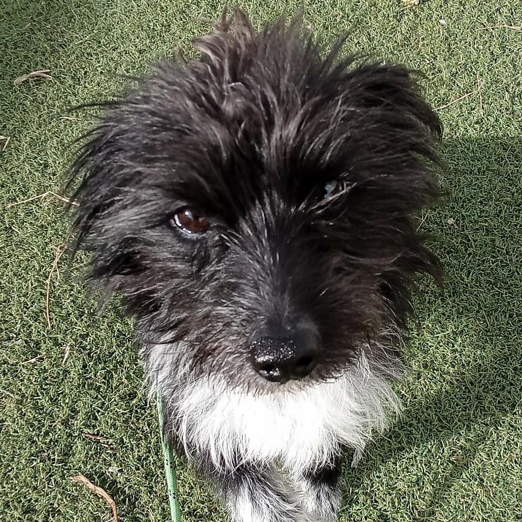 Enlarge Zorro, a Adoptable mixed breed in Las Vegas, NV image 2/5