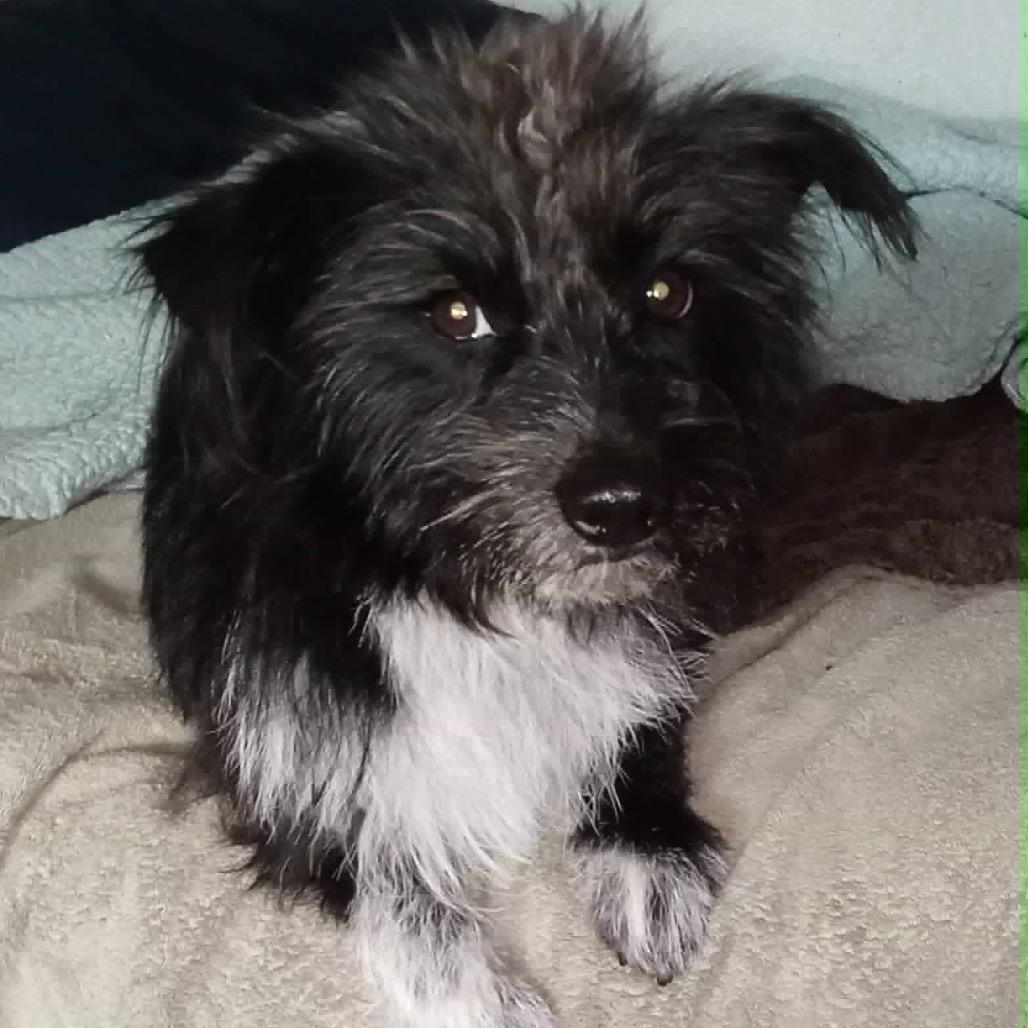 Enlarge Zorro, a Adoptable mixed breed in Las Vegas, NV image 3/5