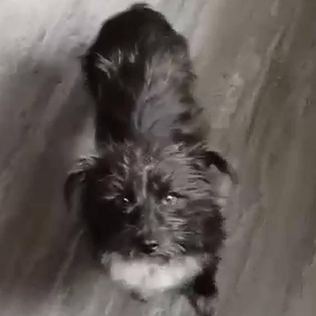 Enlarge Zorro, a Adoptable mixed breed in Las Vegas, NV image 4/5