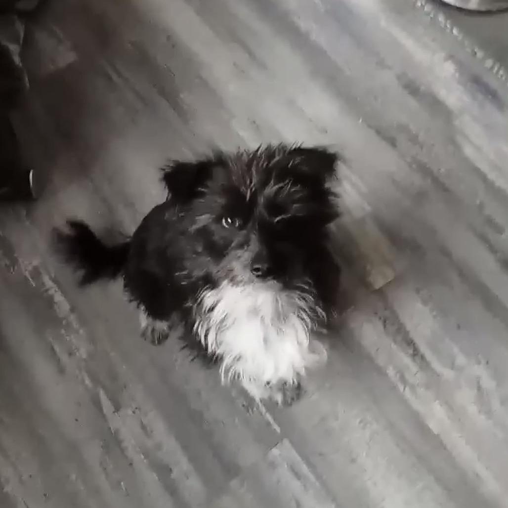 Enlarge Zorro, a Adoptable mixed breed in Las Vegas, NV image 5/5