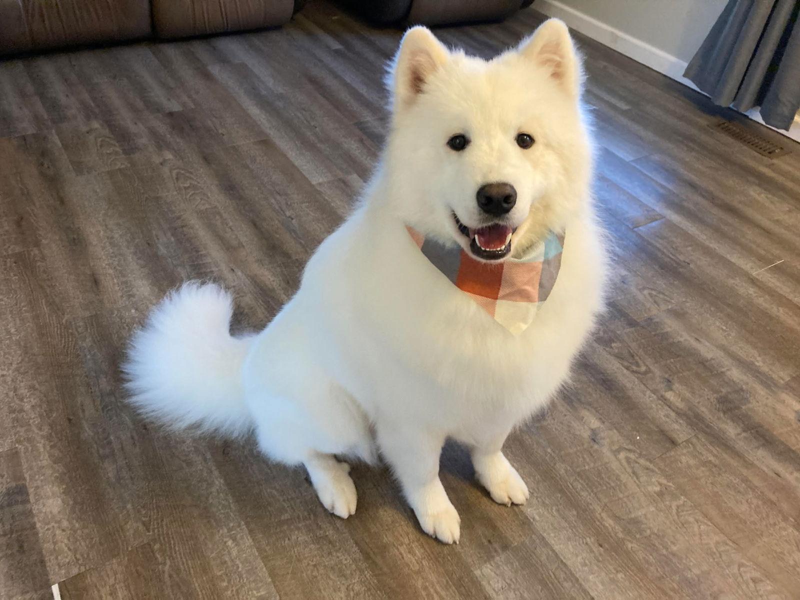 Bear, Adopted, Young Male Samoyed.