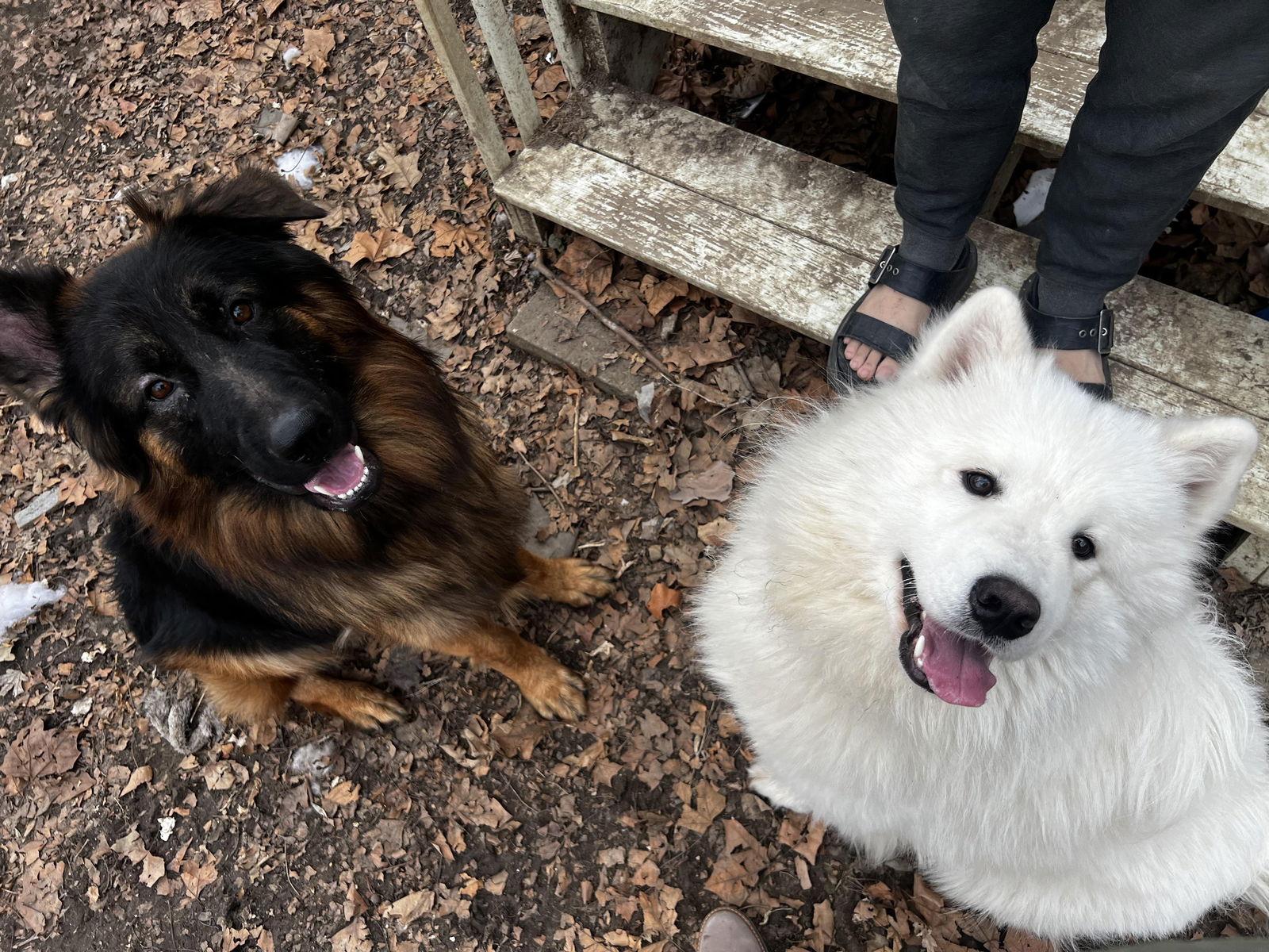 Enlarge Bear, a Adopted Samoyed in Gretna, NE image 2/3