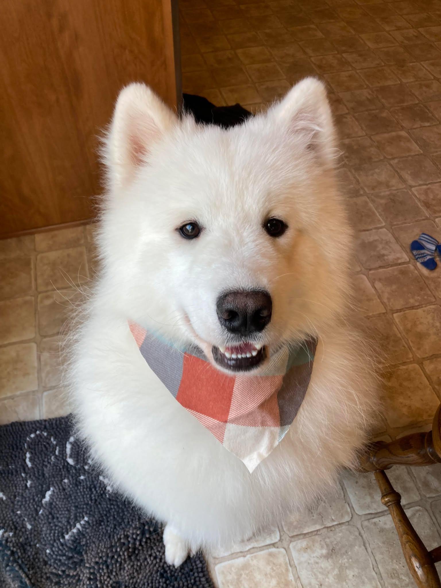 Enlarge Bear, a Adopted Samoyed in Gretna, NE image 3/3