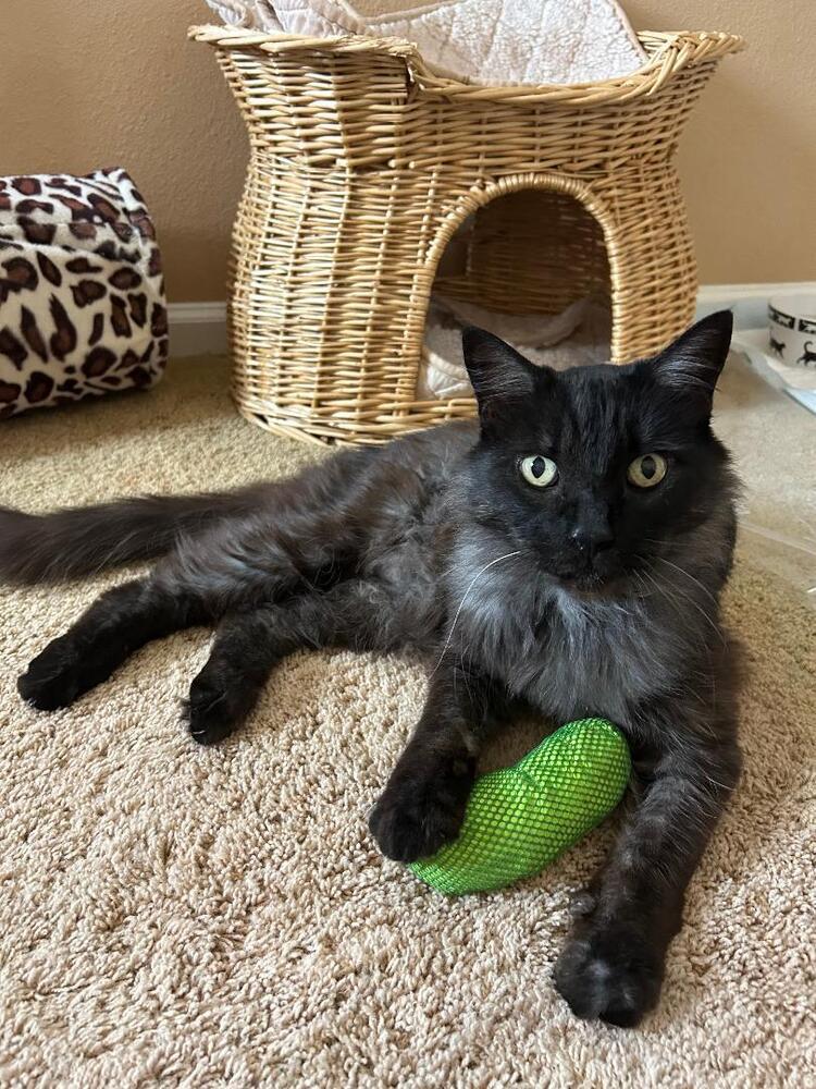 Enlarge Sam, a Adoptable Domestic Medium Hair in Oceanside, CA image 1/6