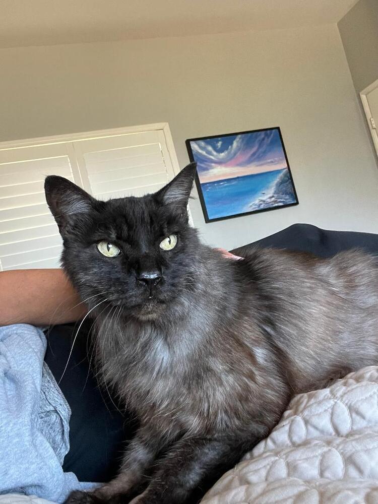 Sam, Adoptable, Senior Male Domestic Medium Hair.