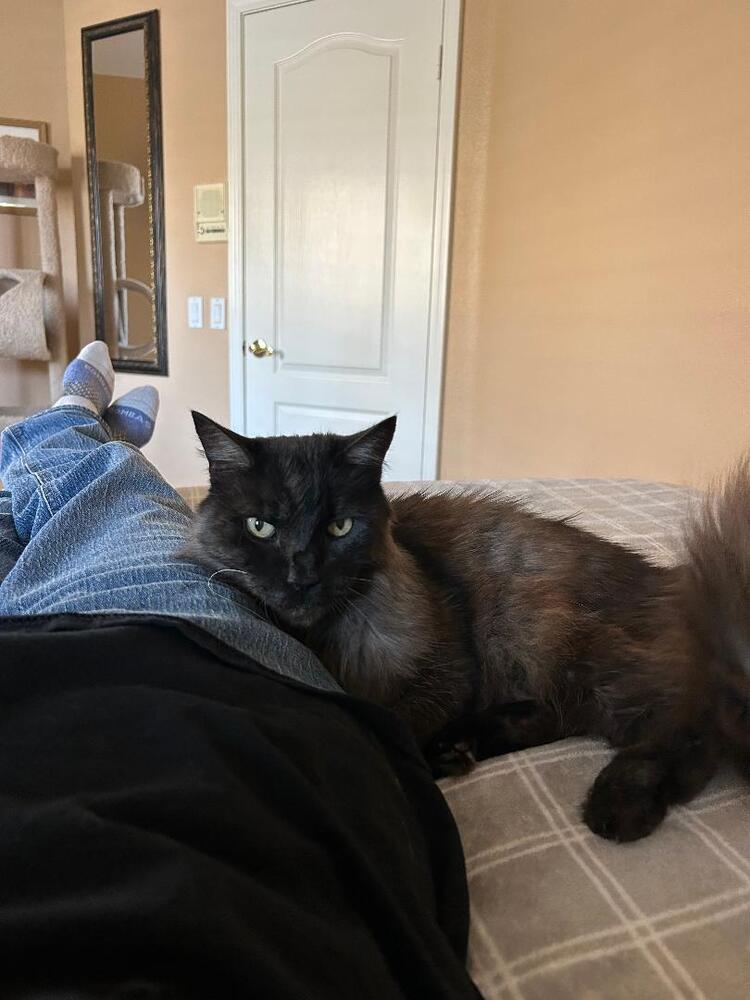 Enlarge Sam, a Adoptable Domestic Medium Hair in Oceanside, CA image 2/6