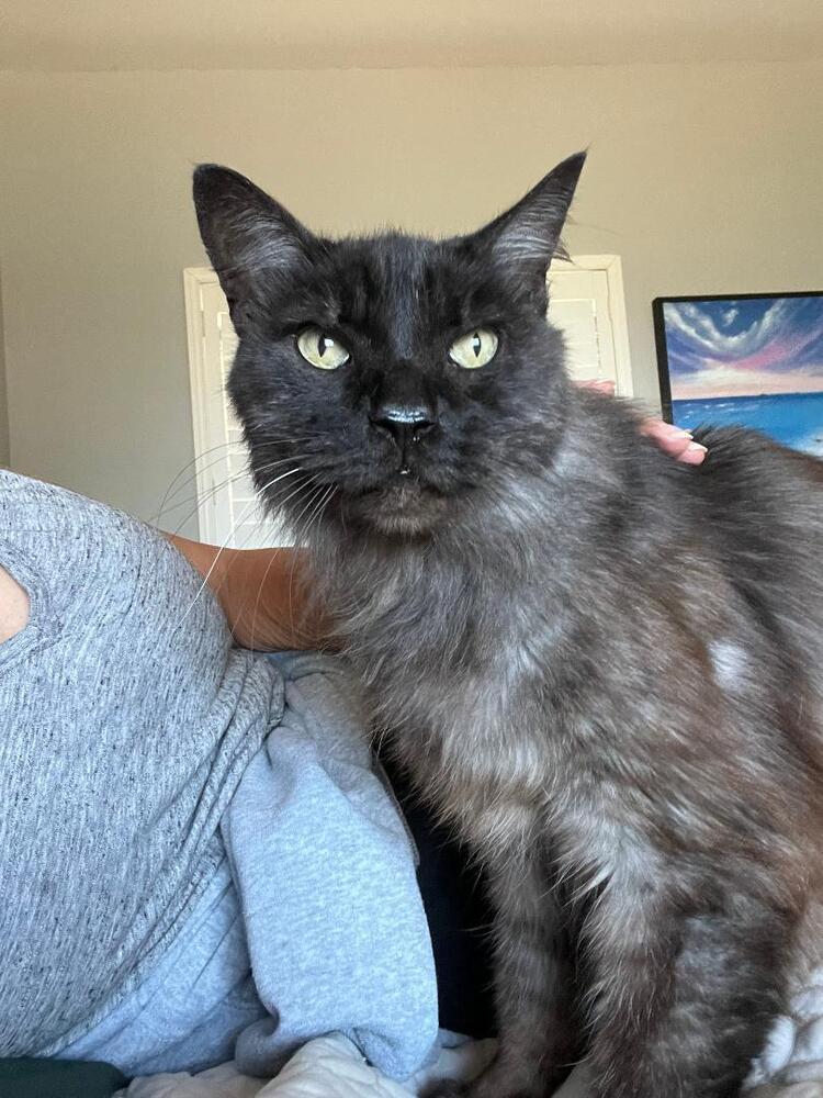 Sam, a Adoptable Domestic Medium Hair in Oceanside, CA image 2/5