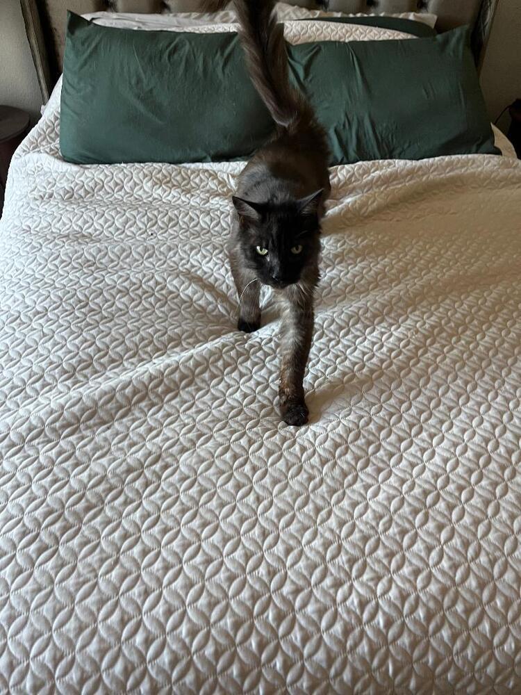 Sam, a Adoptable Domestic Medium Hair in Oceanside, CA image 3/5