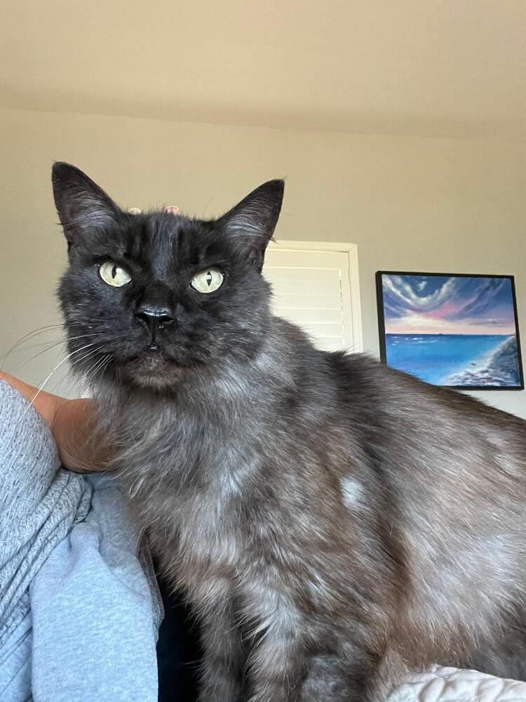 Sam, a Adoptable Domestic Medium Hair in Oceanside, CA image 4/5