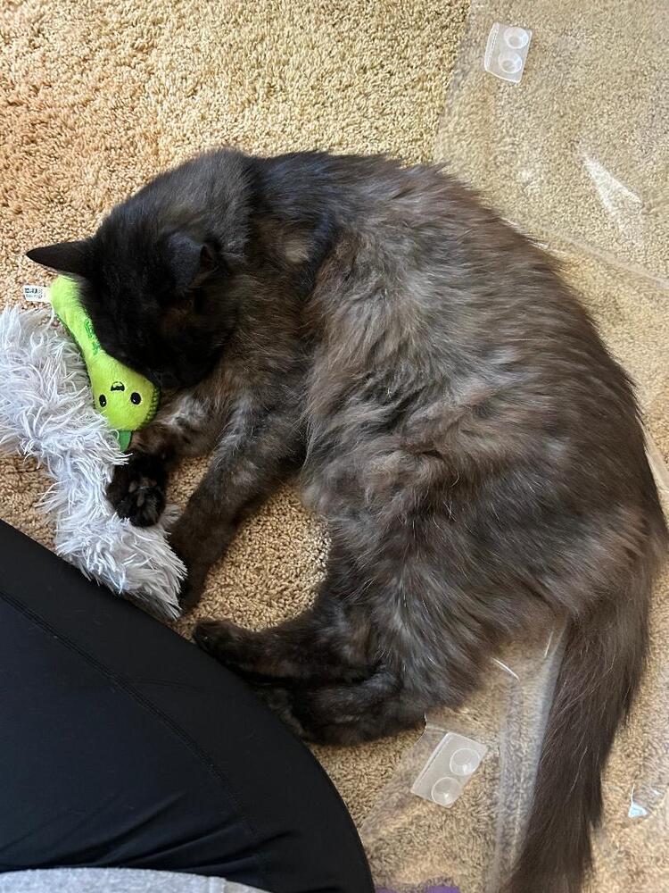 Enlarge Sam, a Adoptable Domestic Medium Hair in Oceanside, CA image 6/6