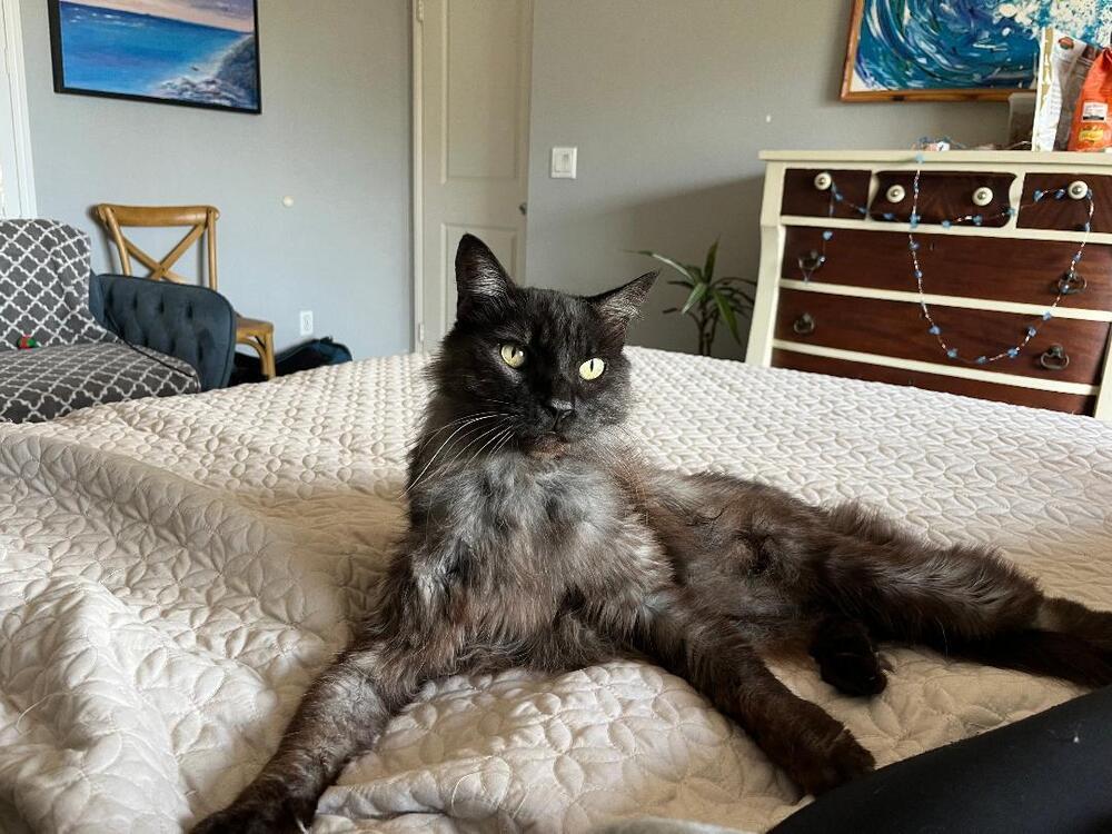 Sam, a Adoptable Domestic Medium Hair in Oceanside, CA image 5/5