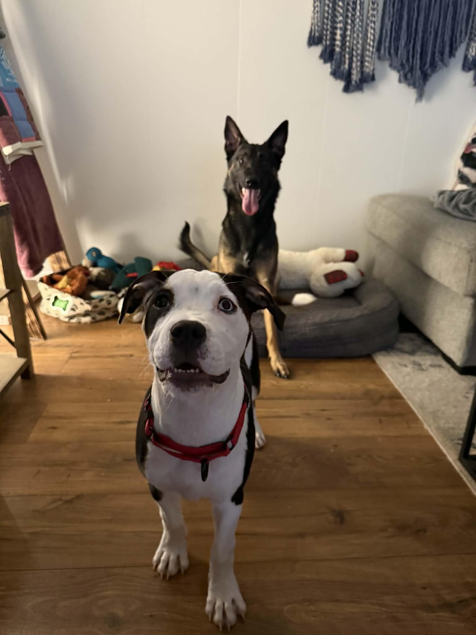 Enlarge Roman, a Adoptable mixed breed in Bostic, NC image 6/6