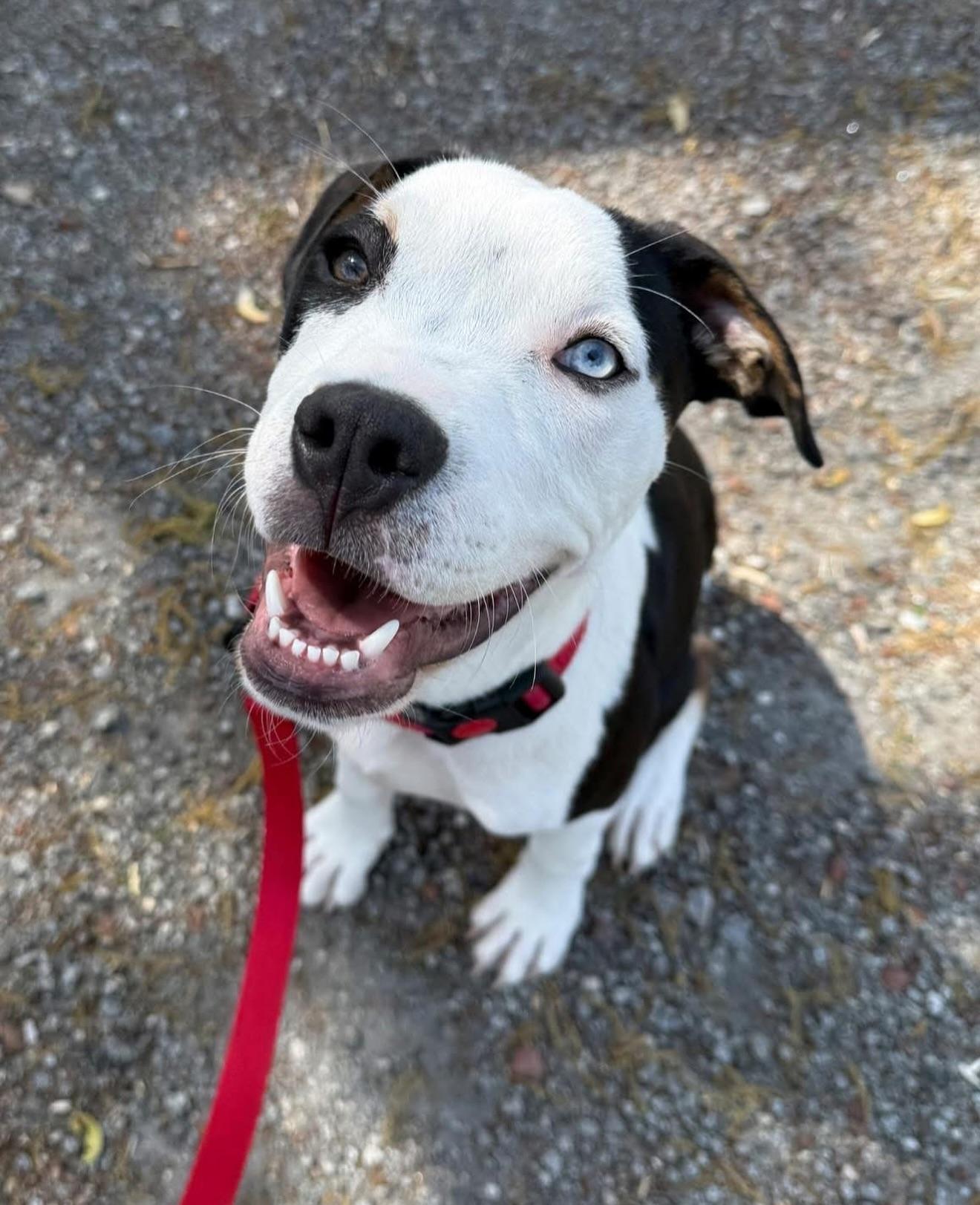 Enlarge Roman, a Adoptable mixed breed in Bostic, NC image 6/6