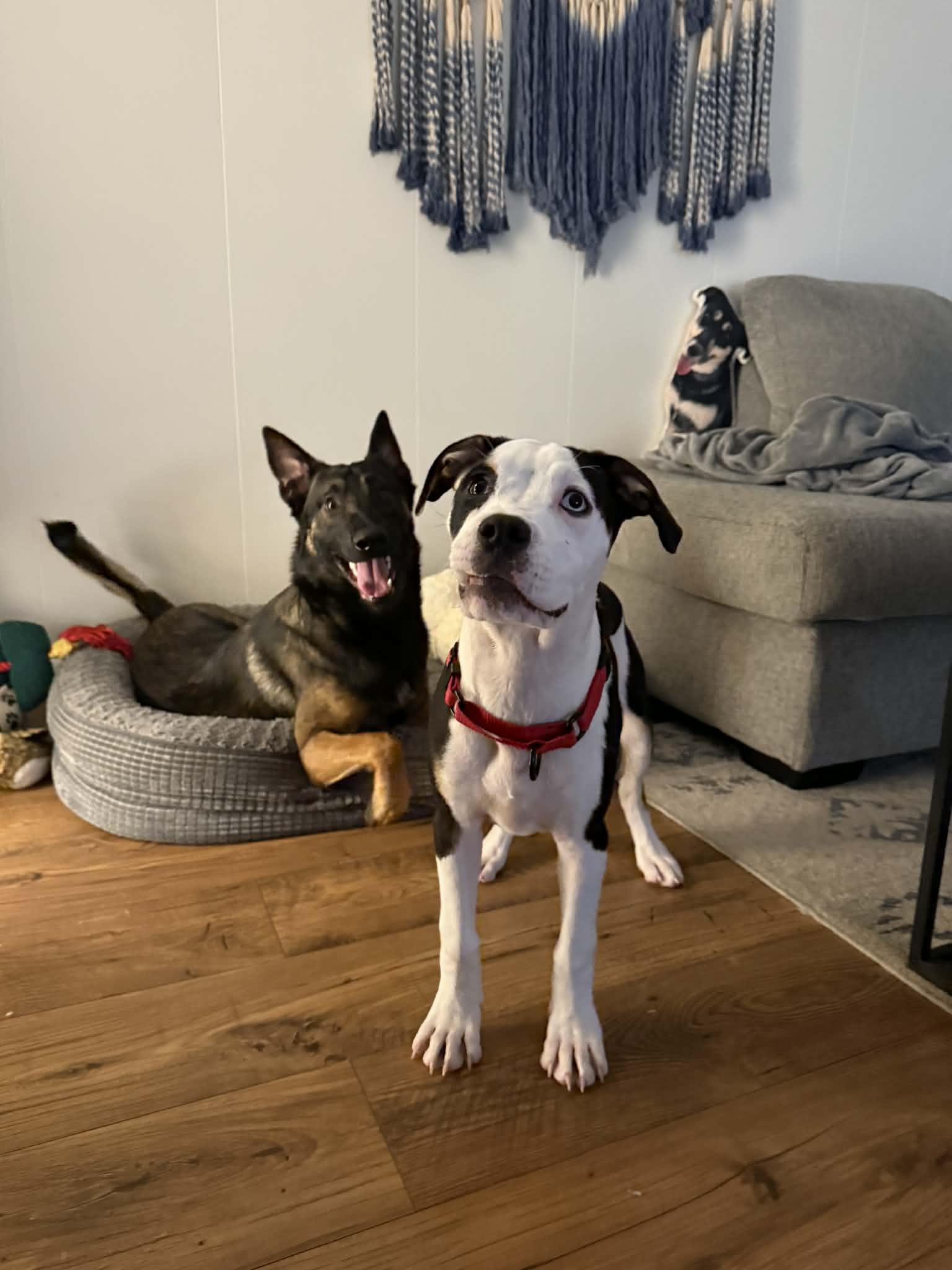 Enlarge Roman, a Adoptable mixed breed in Bostic, NC image 5/6