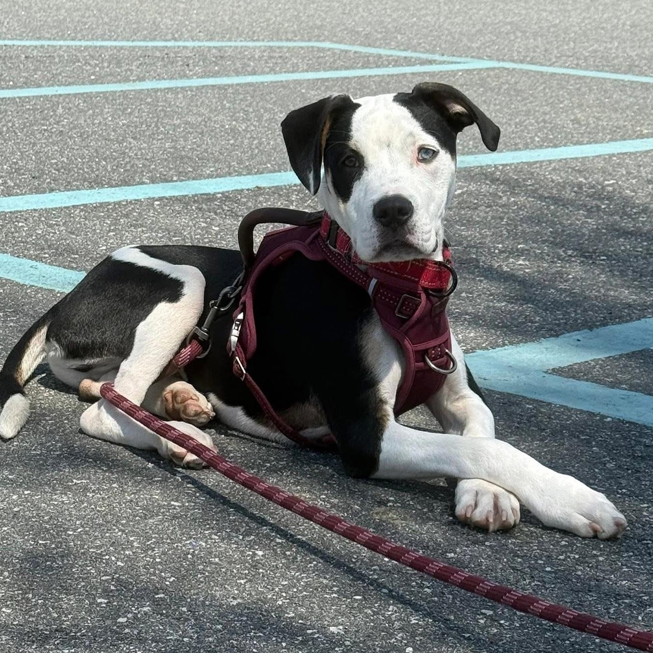 Enlarge Roman, a Adoptable mixed breed in Bostic, NC image 1/6