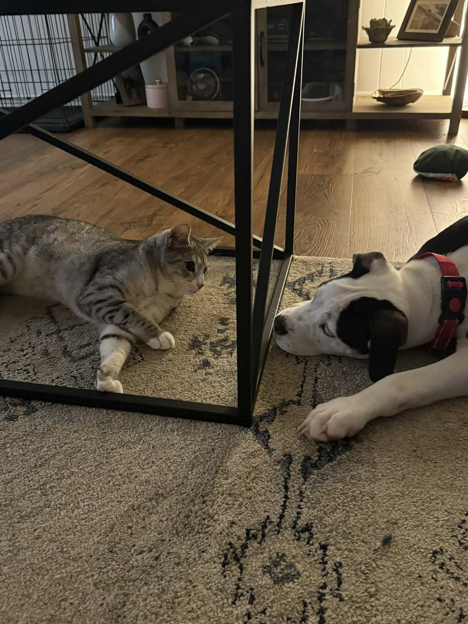 Enlarge Roman, a Adoptable mixed breed in Bostic, NC image 4/6