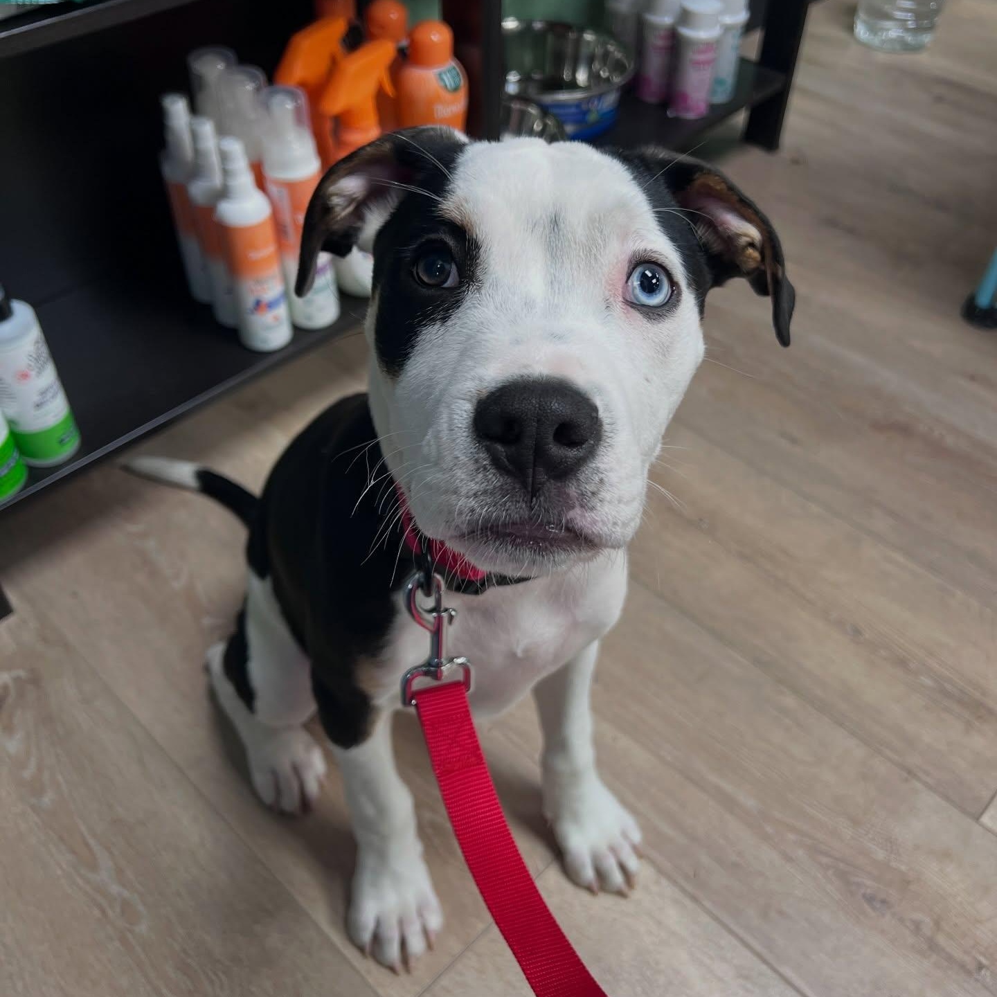 Roman, Adoptable, Puppy Male Mixed Breed & Shih Tzu.