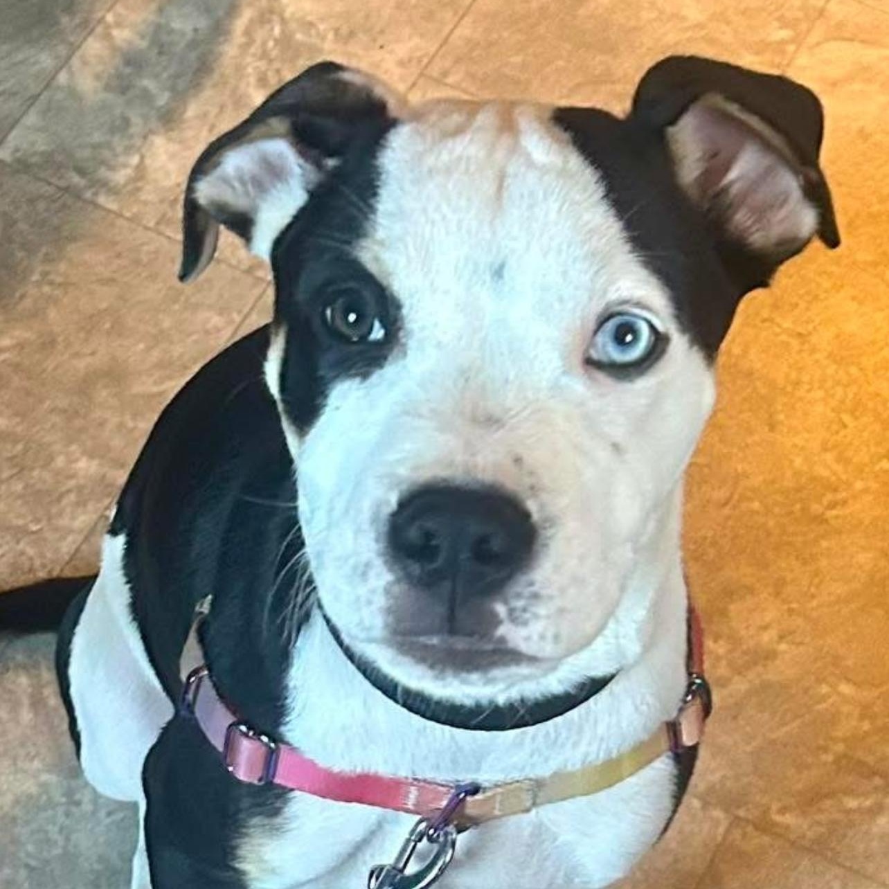 Enlarge Roman, a Adoptable mixed breed in Bostic, NC image 2/6