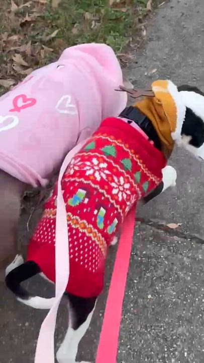 Enlarge Roman, a Adoptable mixed breed in Bostic, NC video 3/6