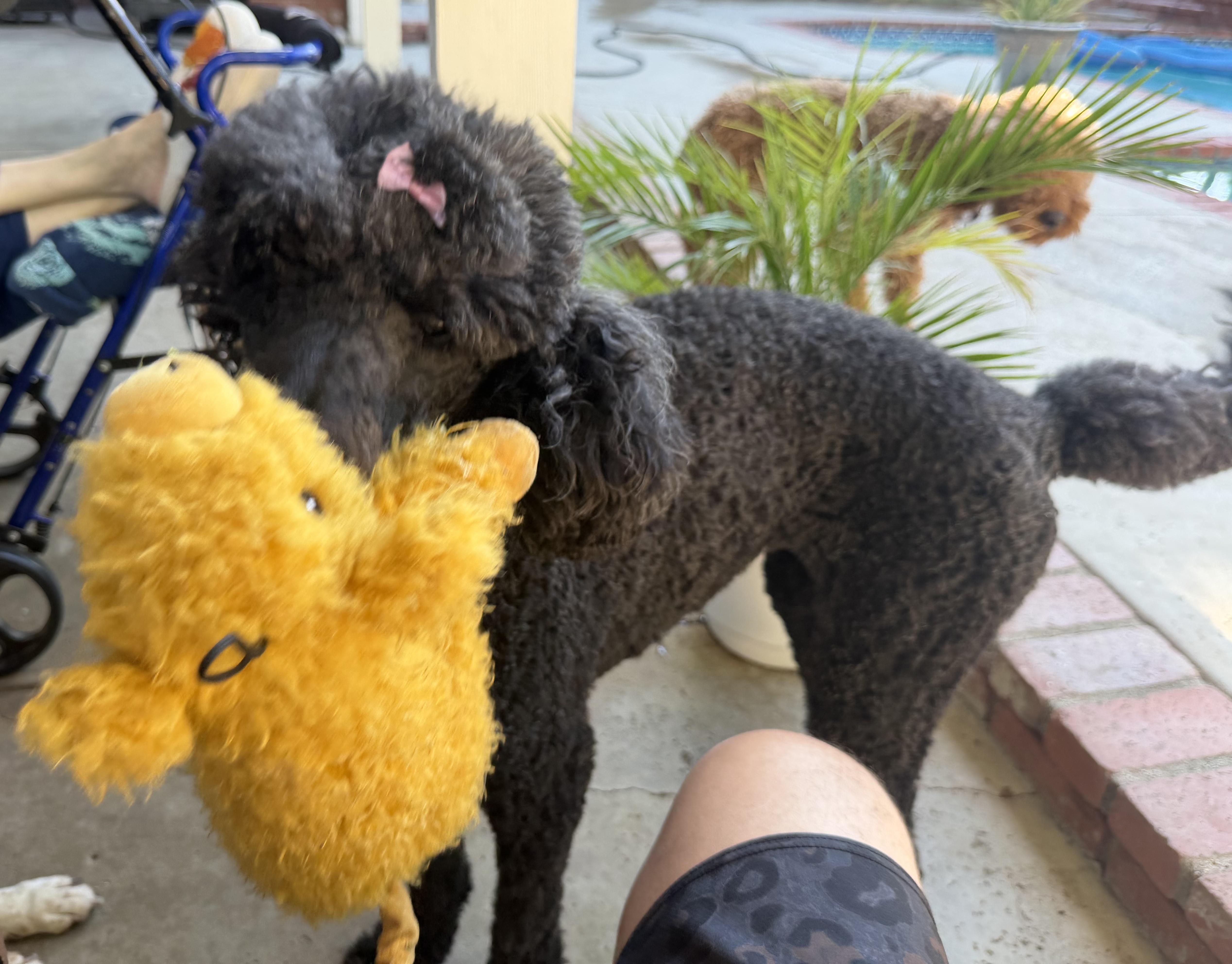 Enlarge GiGi, a Adopted mixed breed in Los Angeles , CA image 4/6
