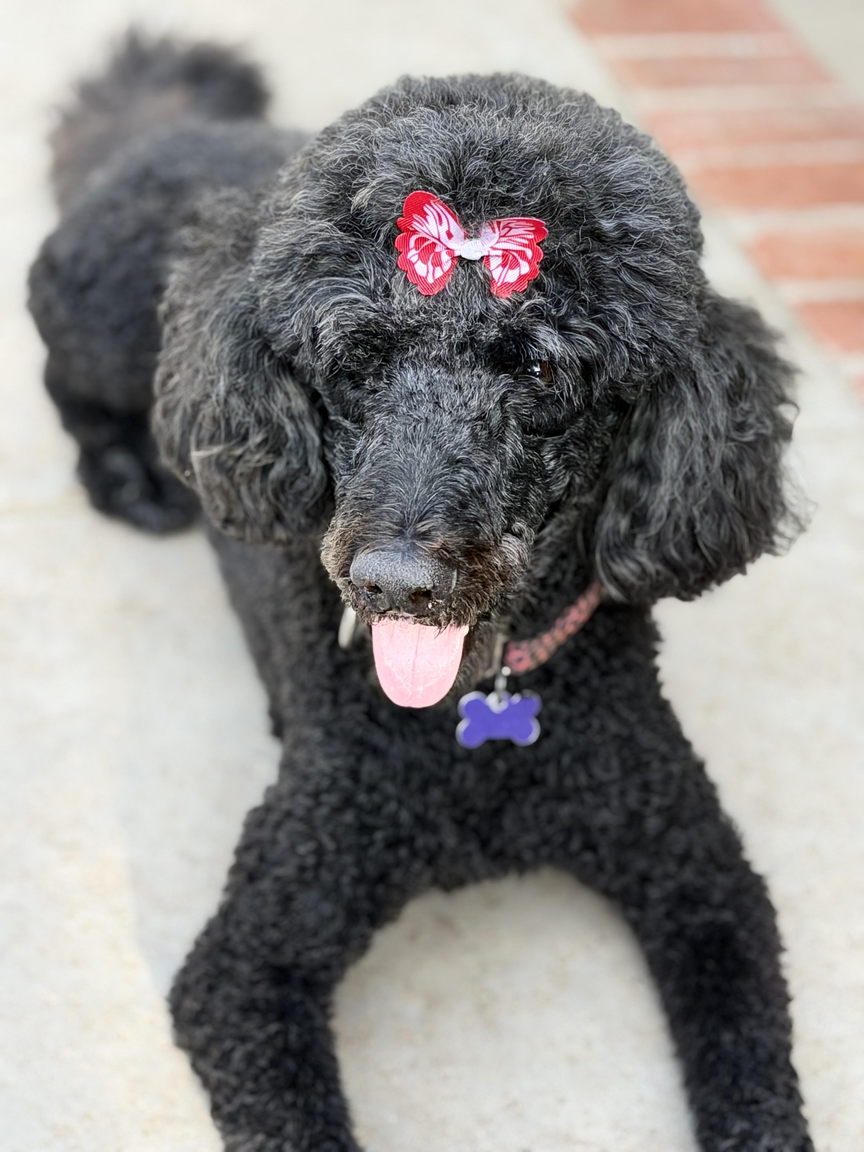 Enlarge GiGi, a Adopted mixed breed in Los Angeles , CA image 3/6