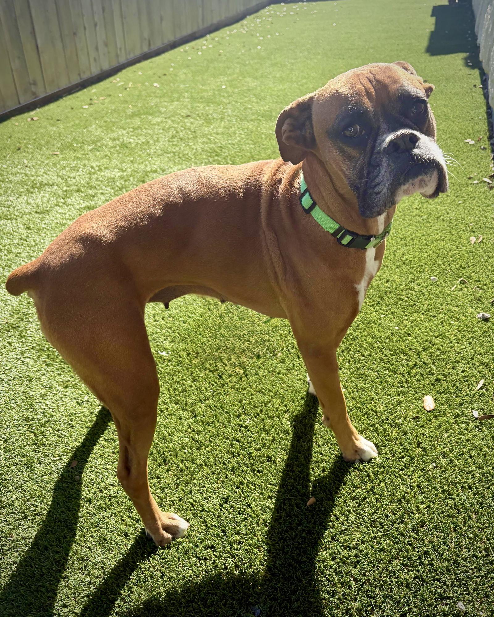 Enlarge Luna, a Adoptable Boxer in Monticello, NY image 1/3